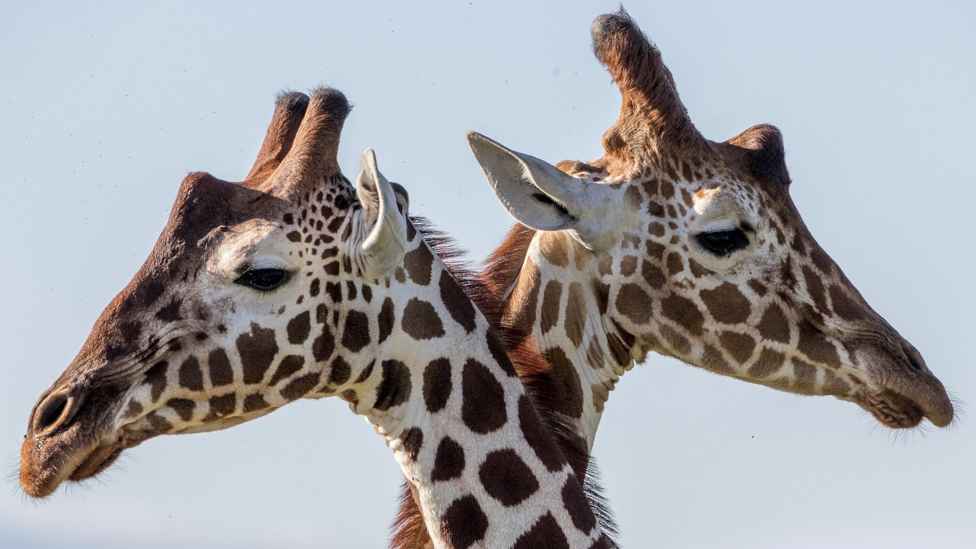 野生动物,长颈鹿