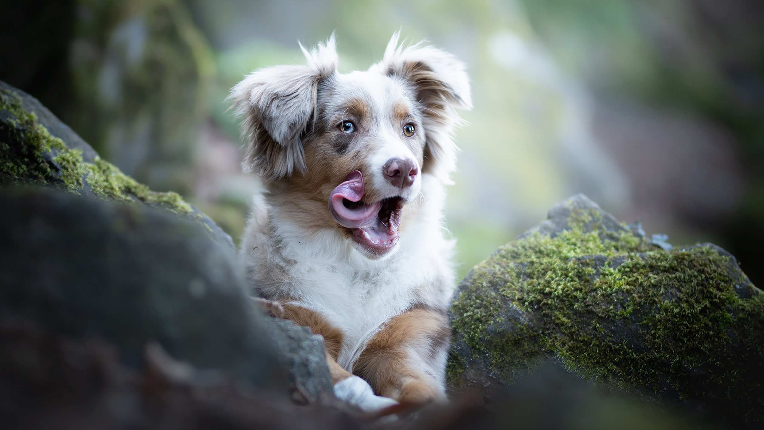 汪星人,舔舌头,白色