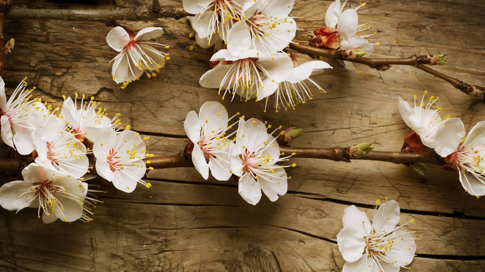 鸟语花香,桃花,春天