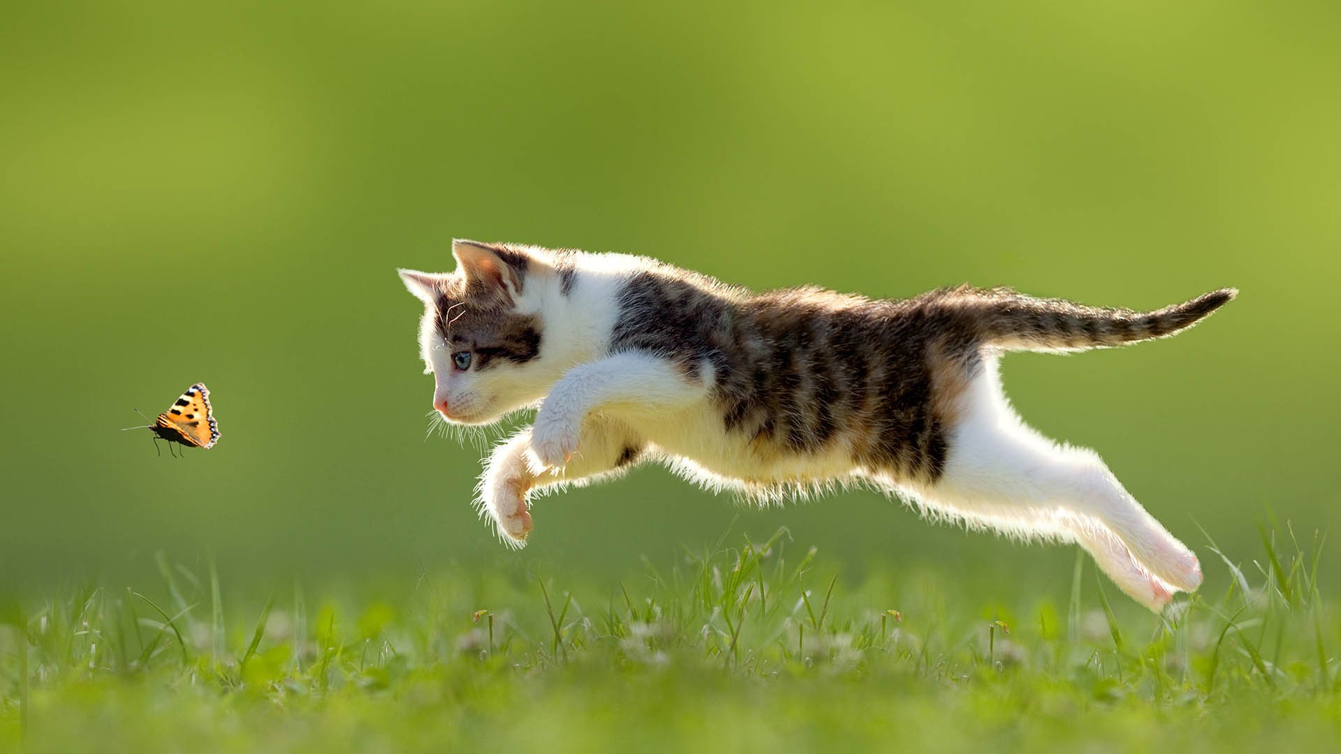 萌宠动物,喵星人