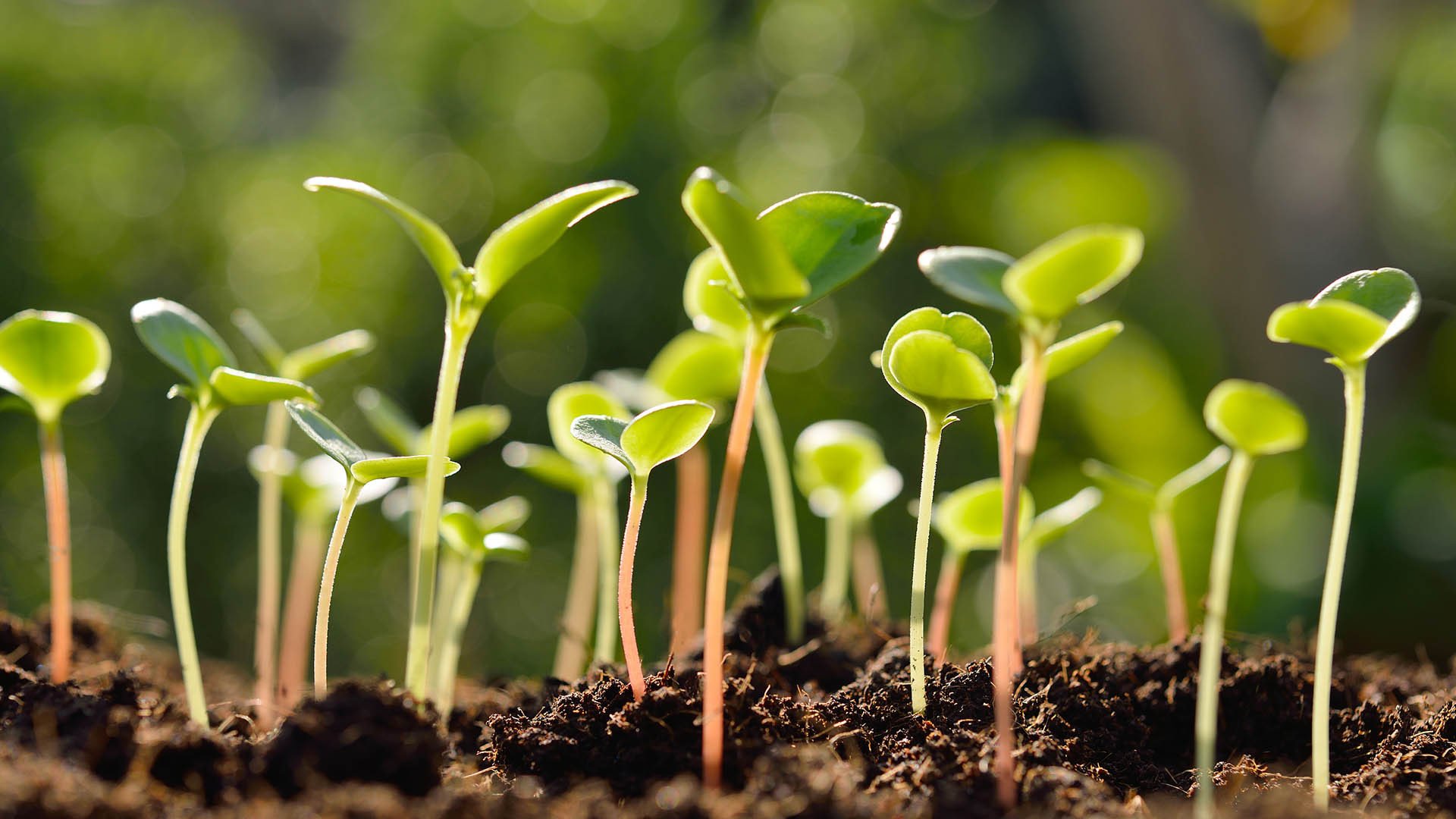 风景大片,春意盎然,生机,萌芽