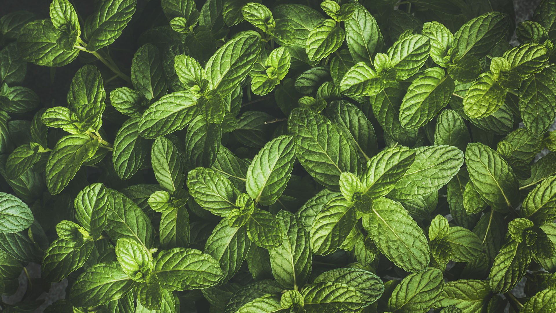 小清新,护眼壁纸,绿色,薄荷叶