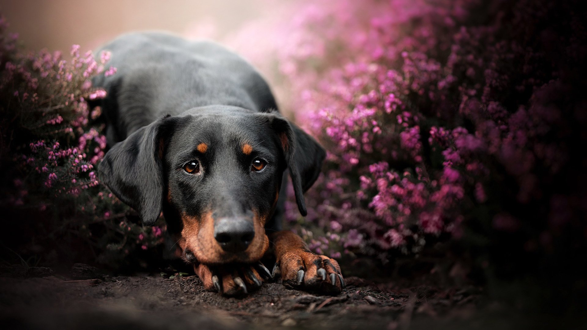 汪星人,黑狗,春天