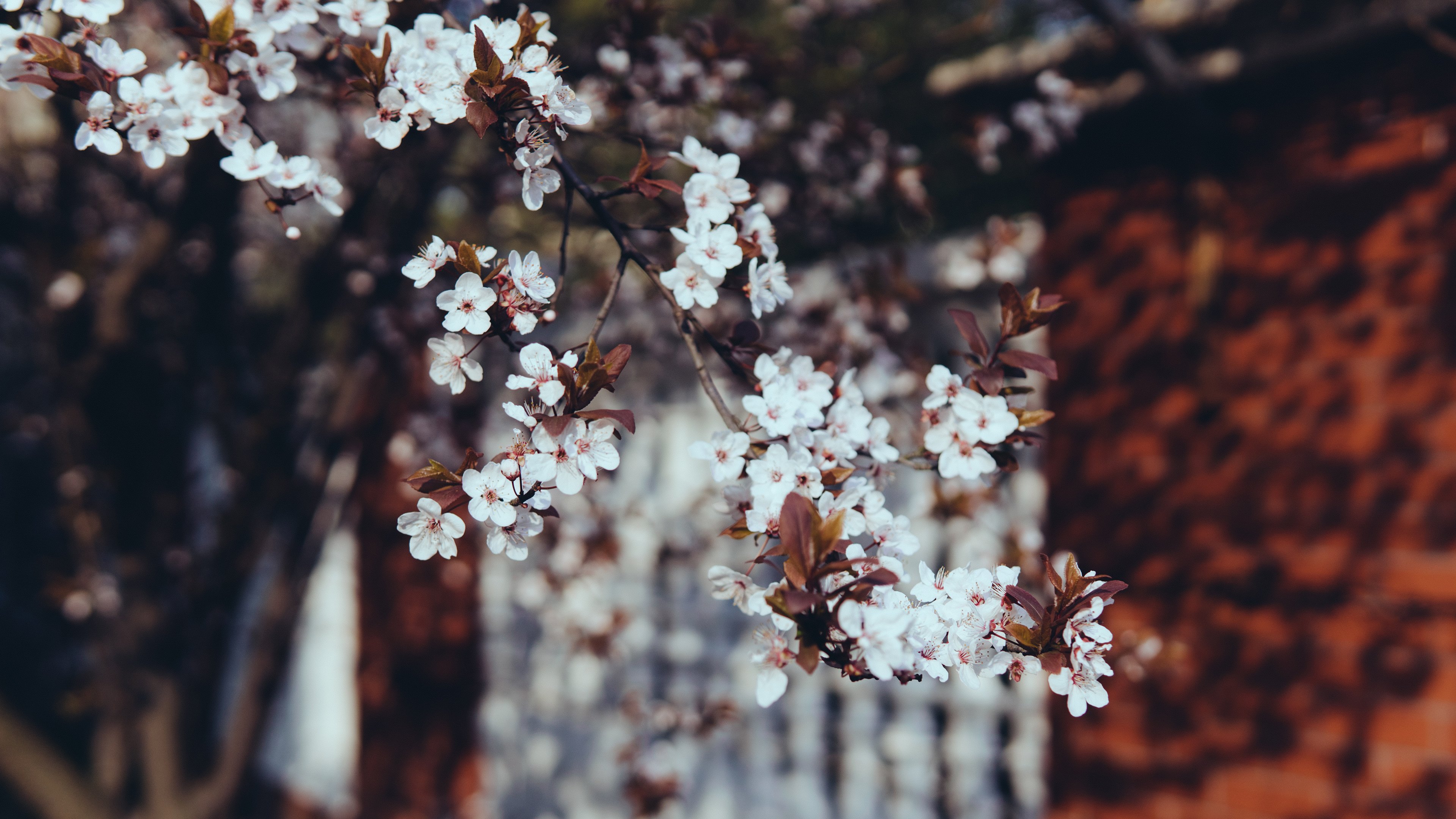 鸟语花香,春天,鲜花