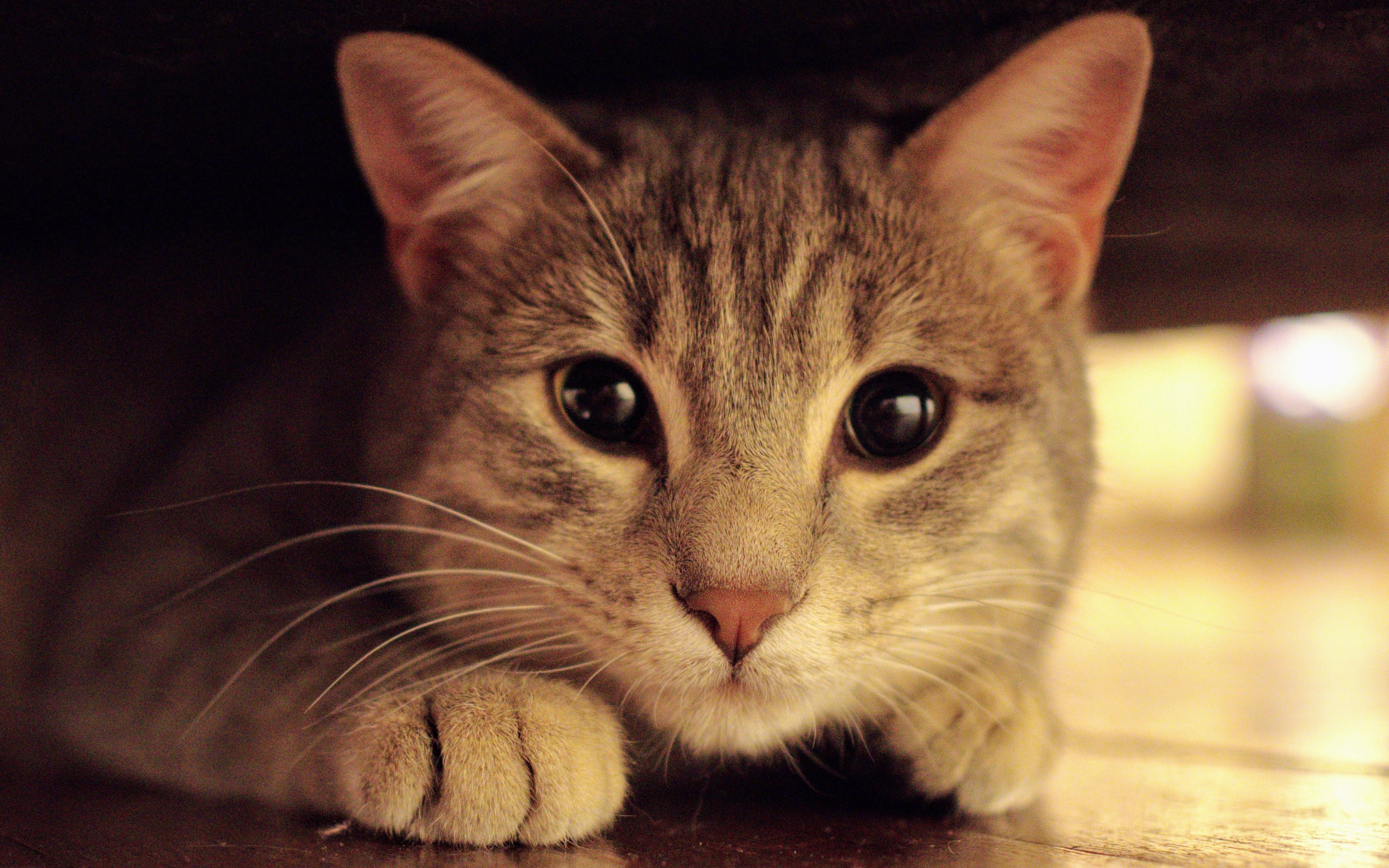 喵星人,猫咪,迷藏