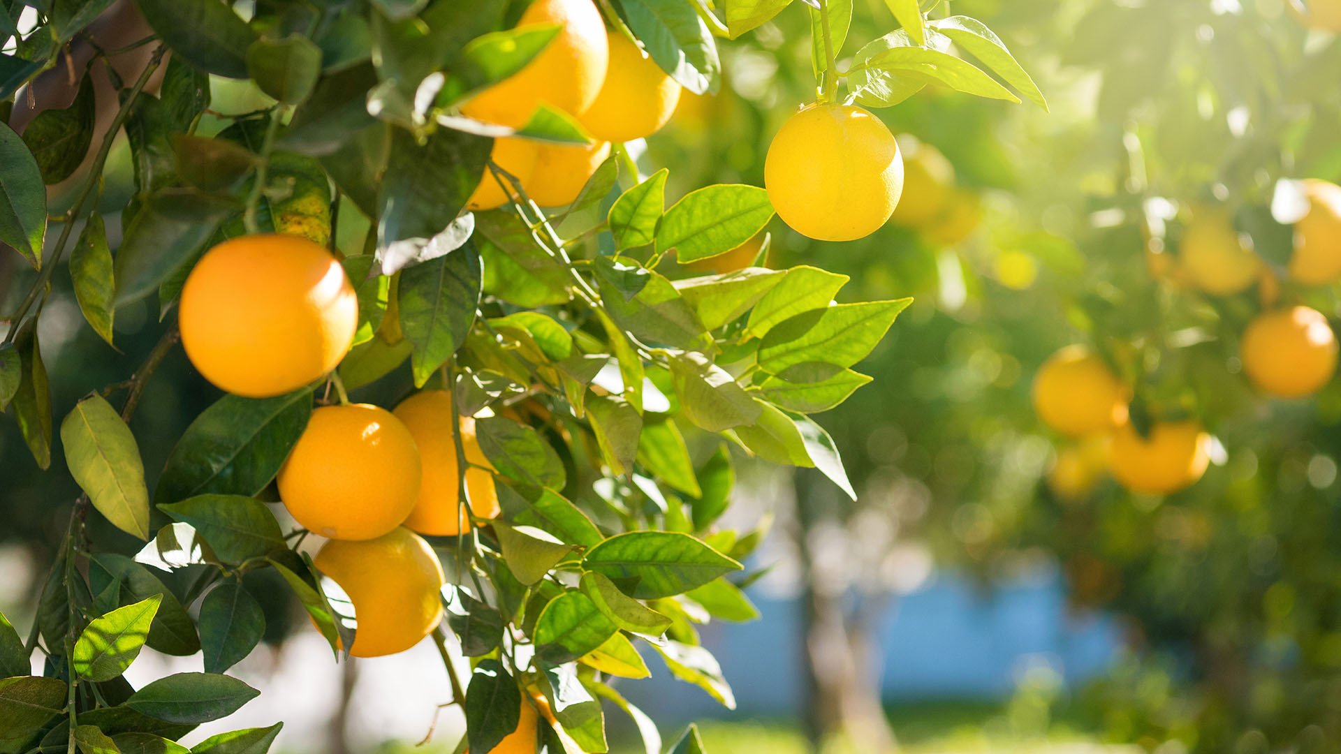 风景大片,自然风光,柠檬树