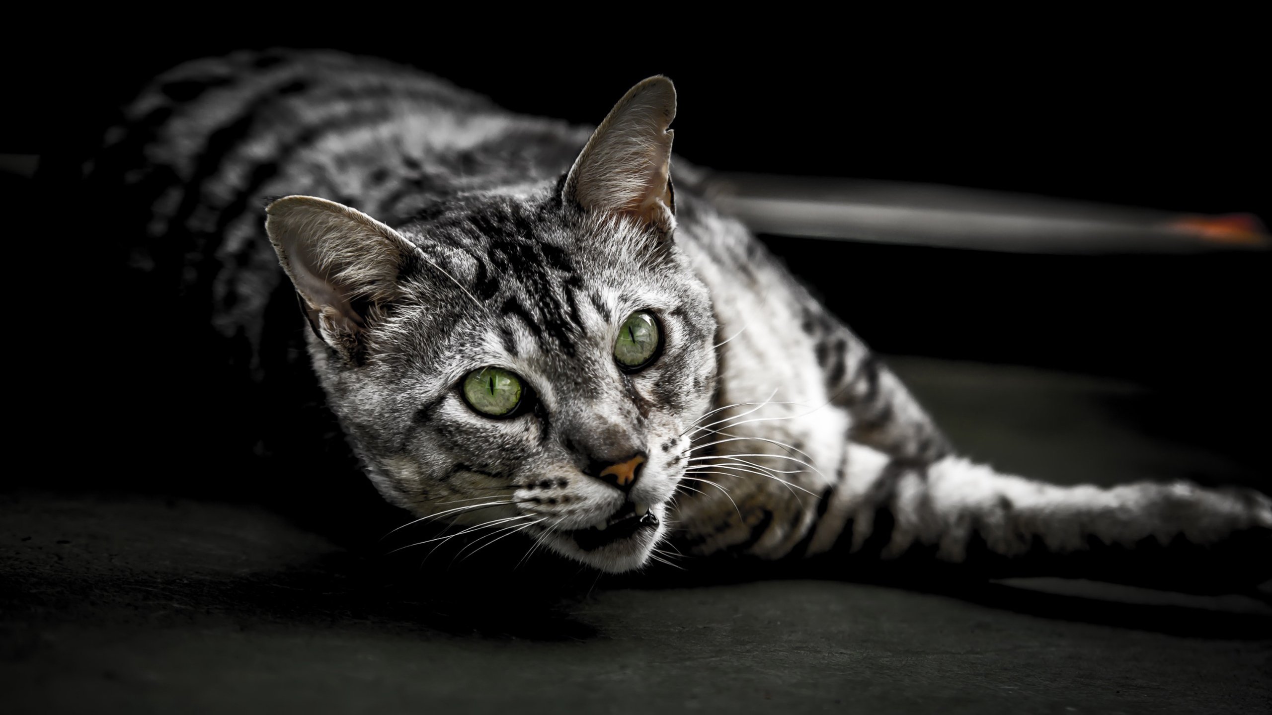 喵星人,黑白猫,可爱