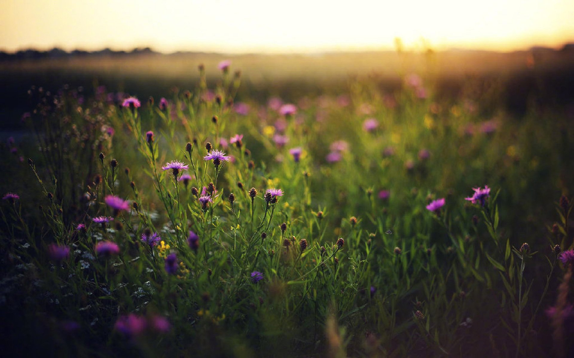 鸟语花香,小菊花