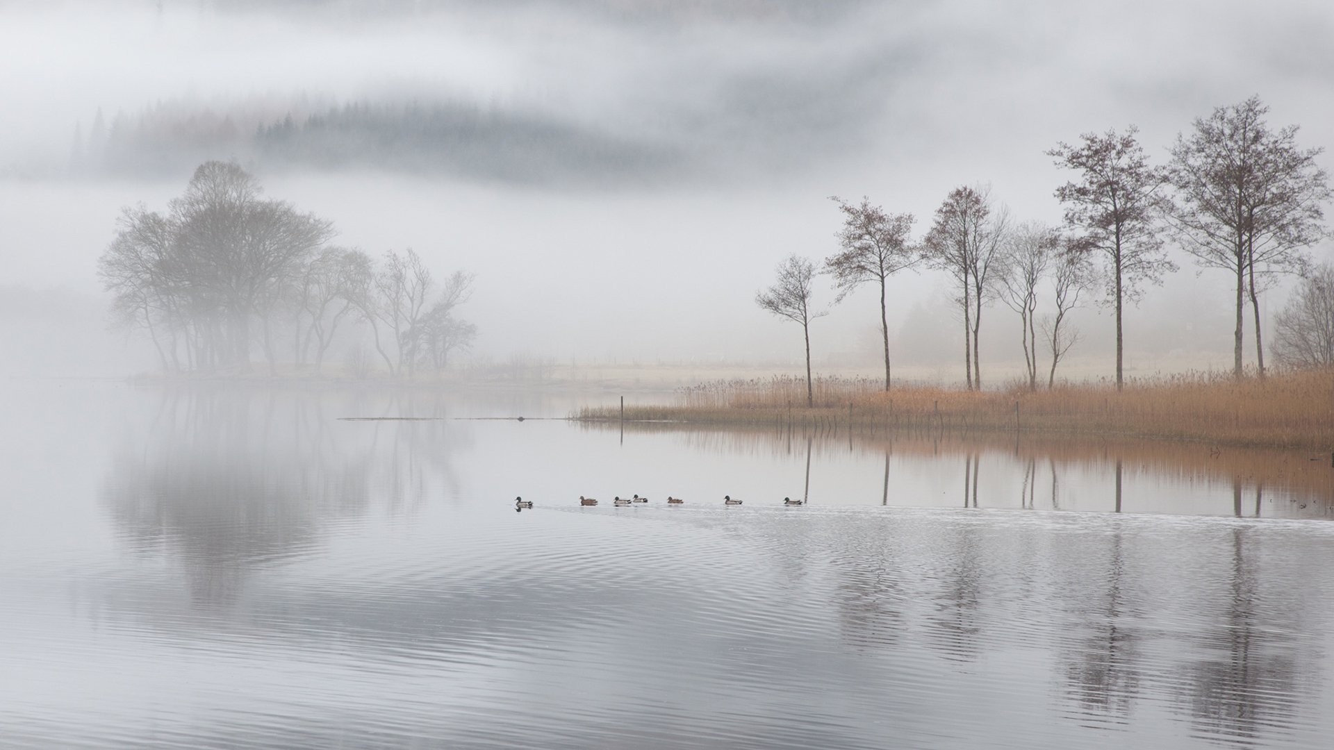 自然风光,江水,雾,清晨