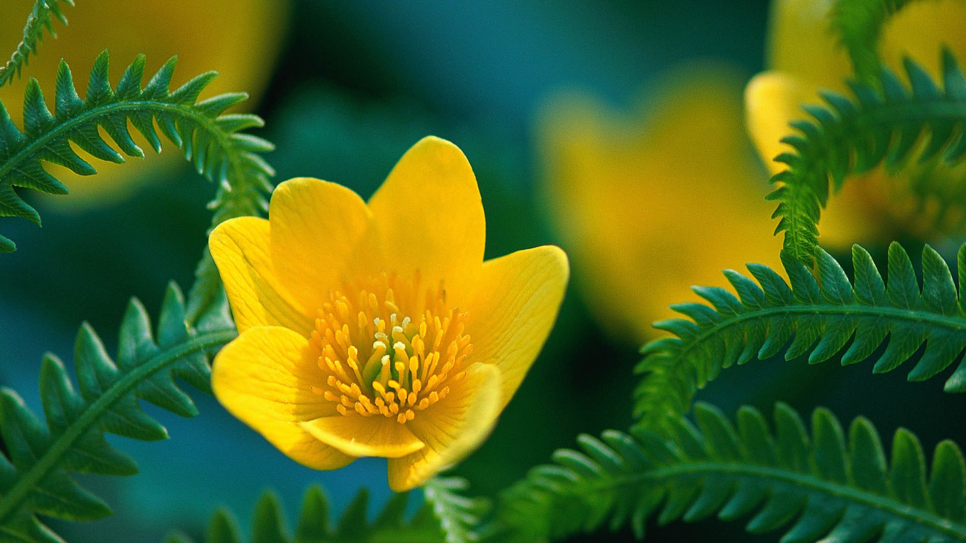 风景大片,春意盎然,春天,小黄花