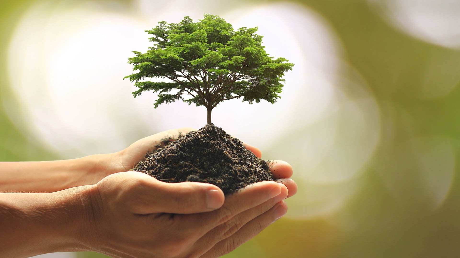 风景大片,春意盎然,植树节