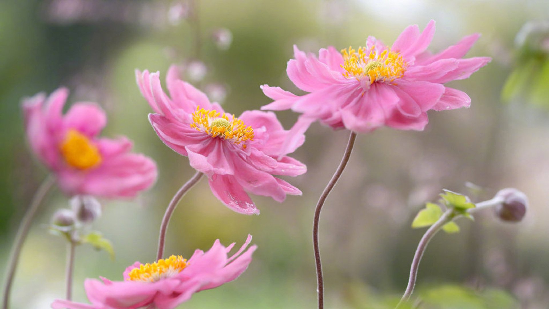 小清新,娇艳欲滴,花