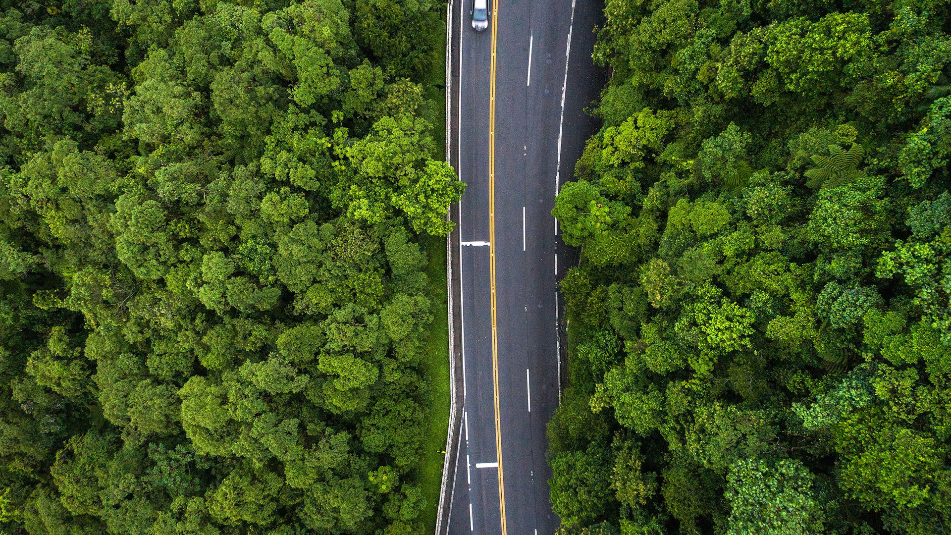 风景大片,春意盎然,公路,汽车,森林