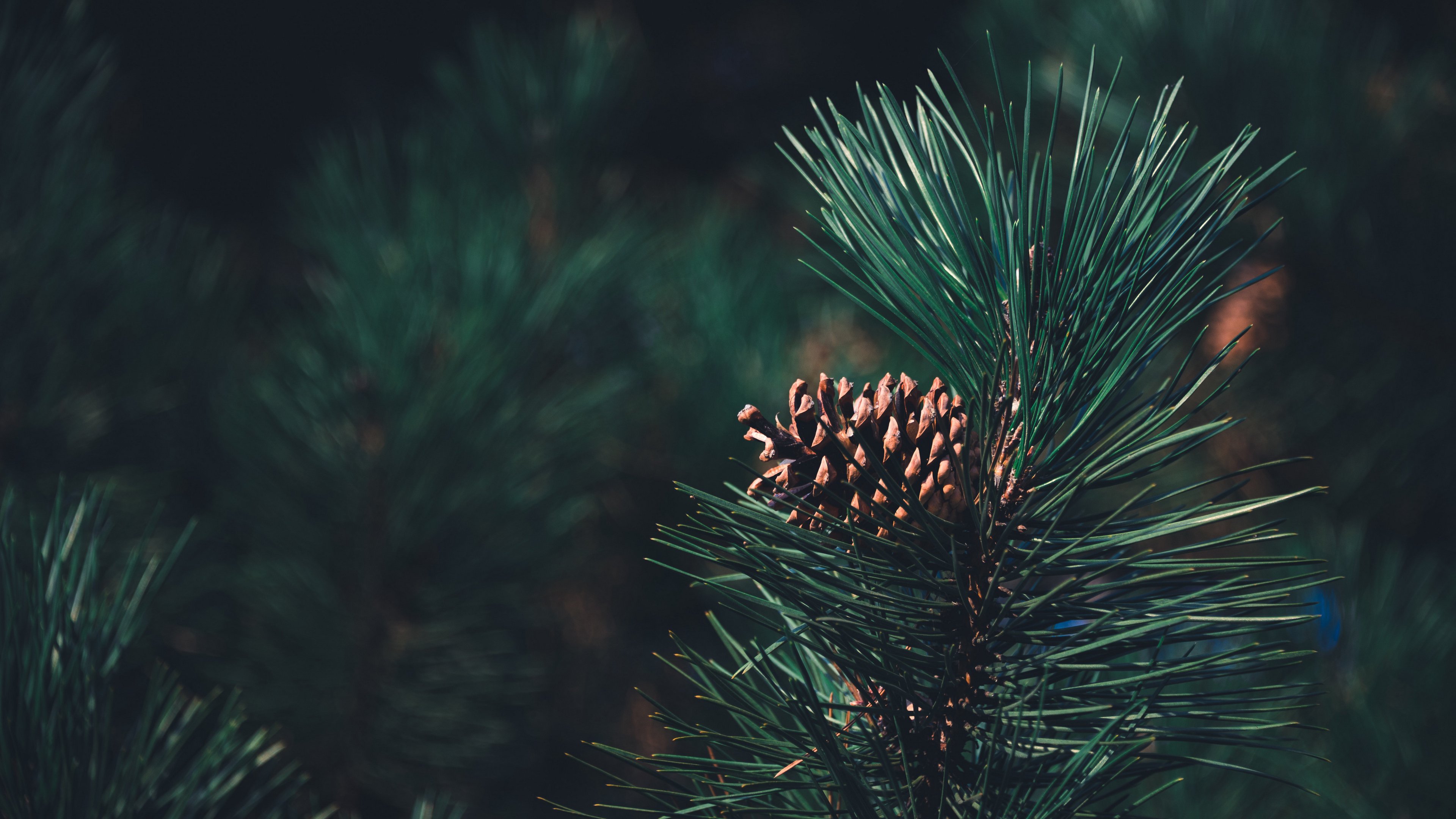 静物写真,松果,松鼠