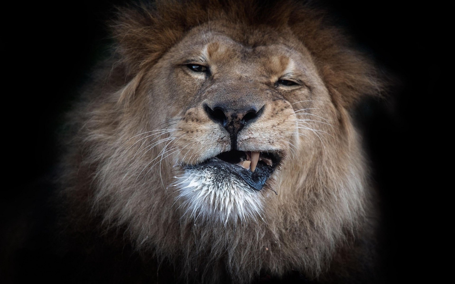 野生动物,雄狮,野兽,尖牙
