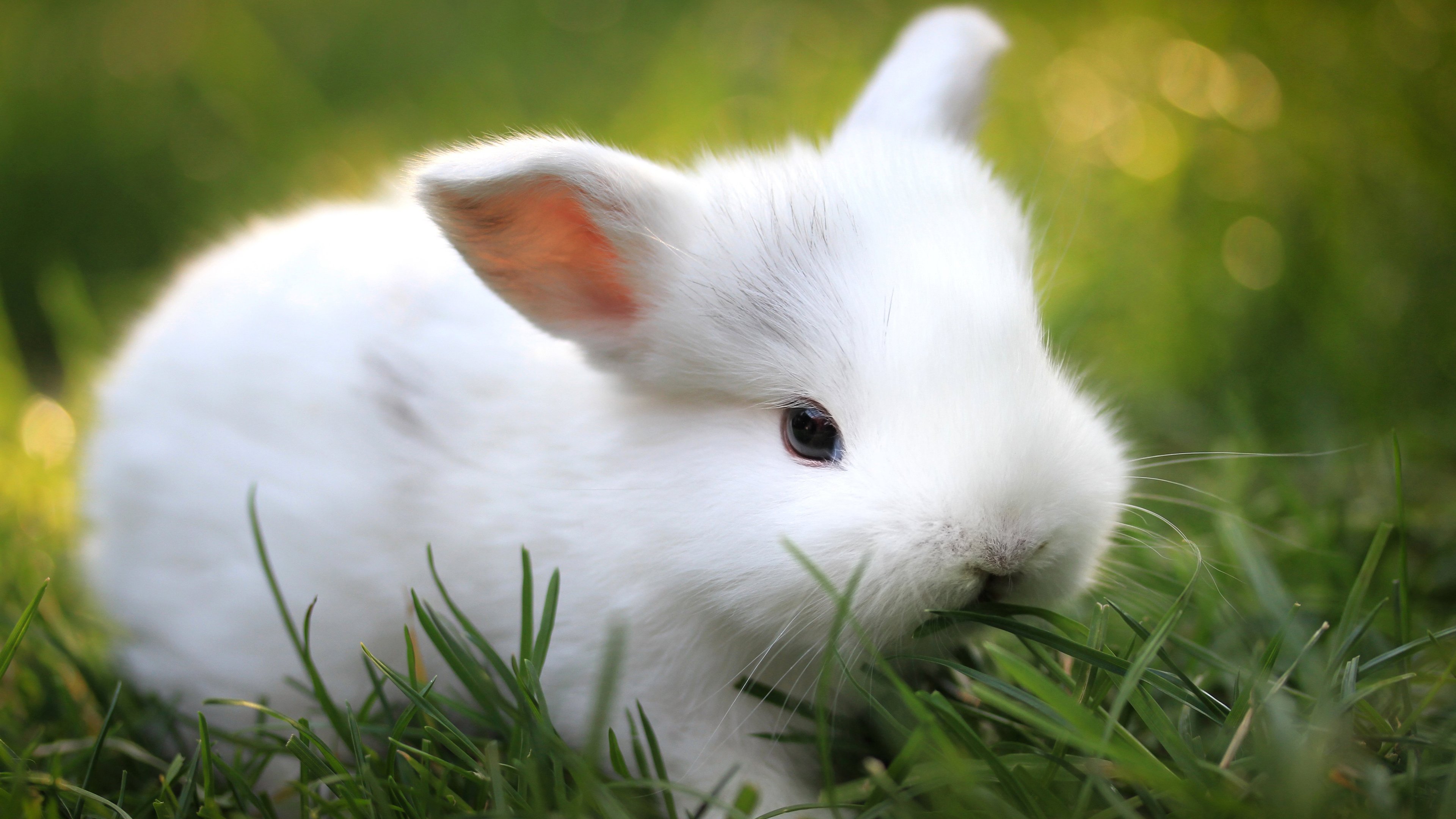 古灵精怪,小白兔