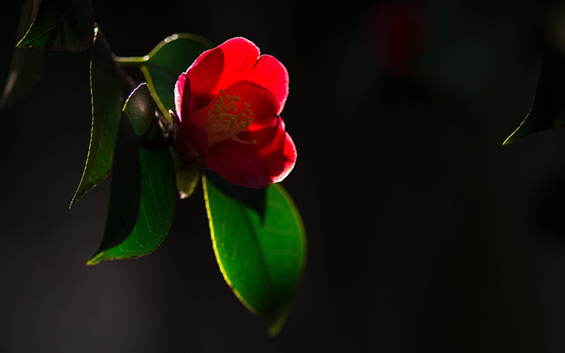 风景,暗黑,黑色