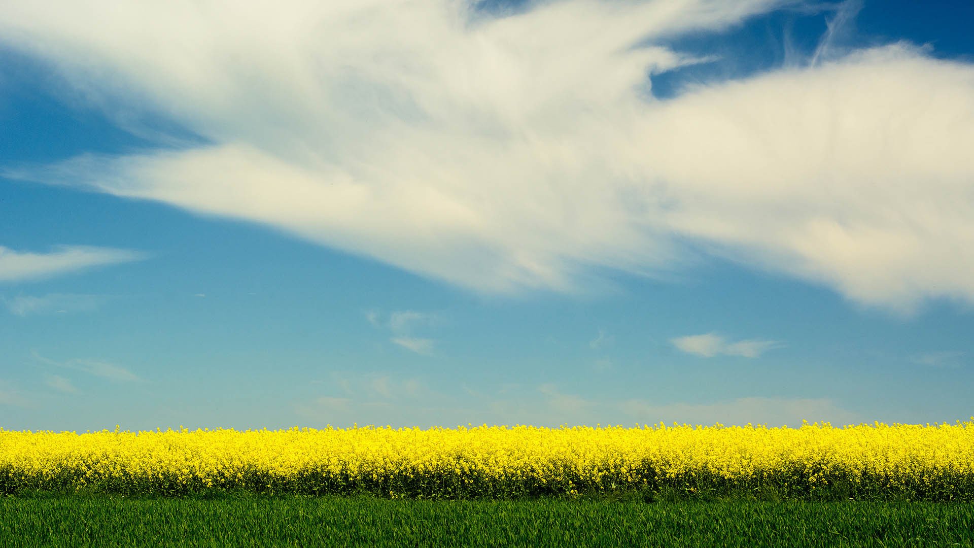 风景大片,春意盎然,油菜花,春天,小黄花