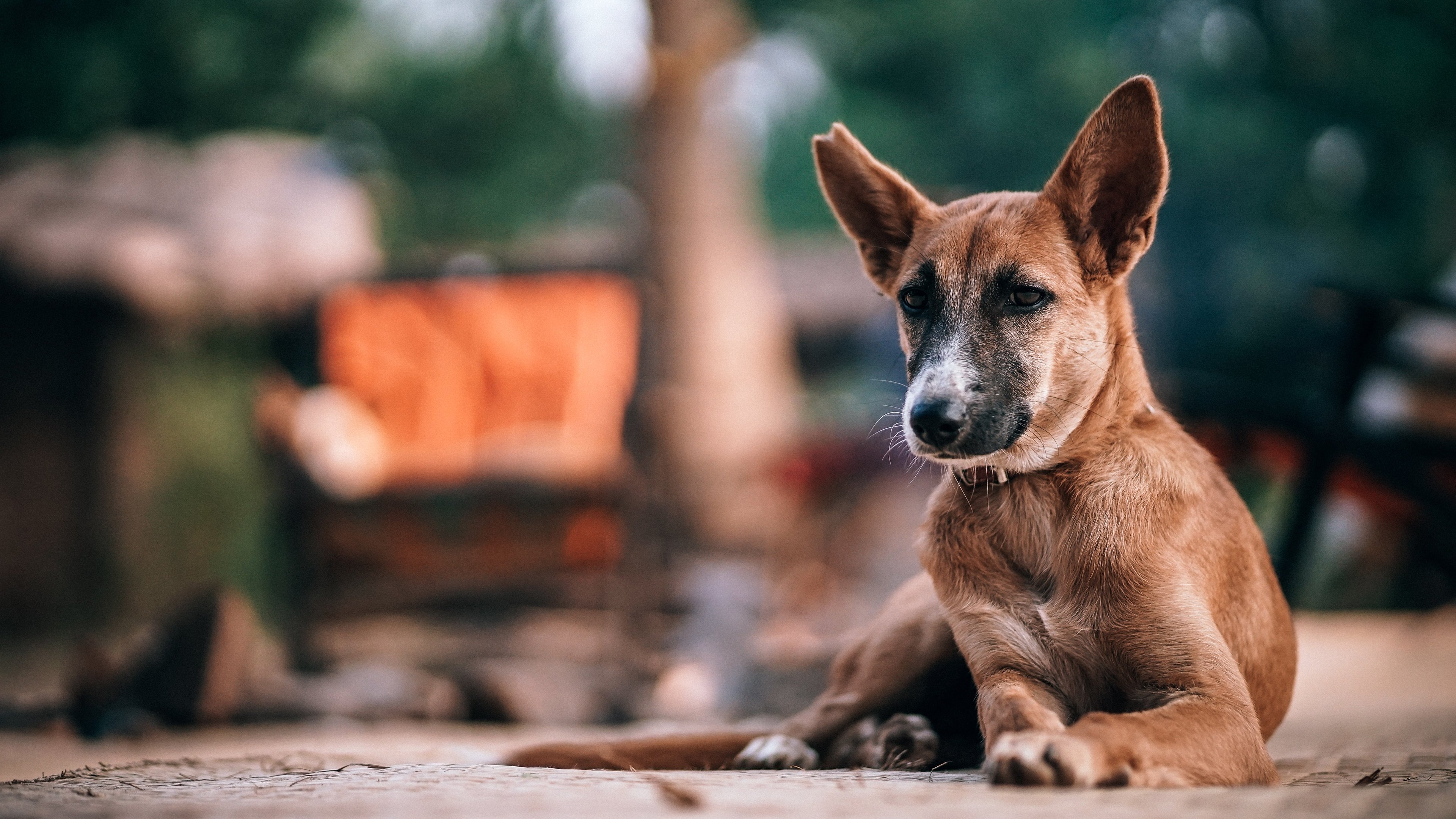 汪星人,犬,小狗