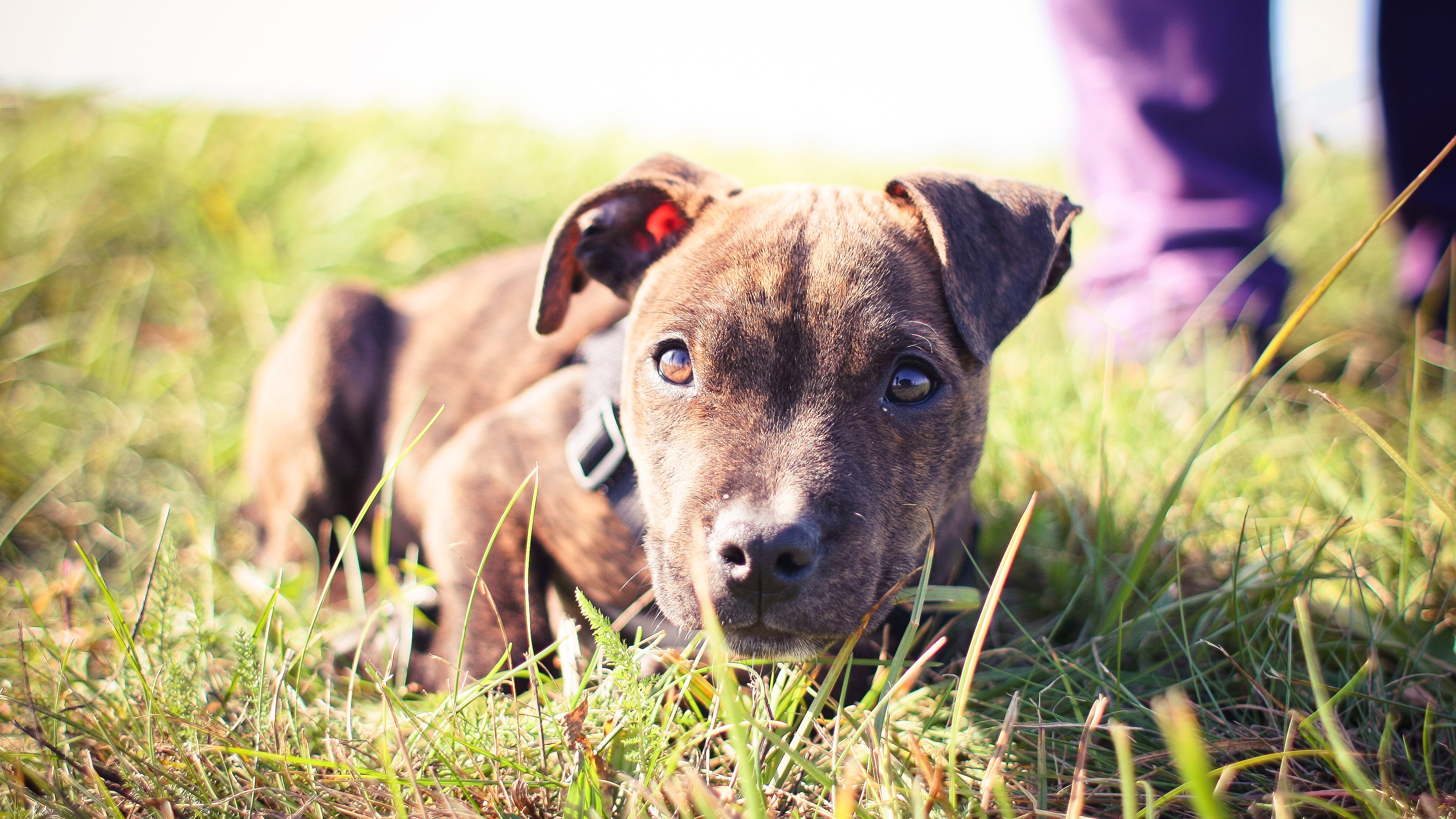 汪星人,阳光,草地