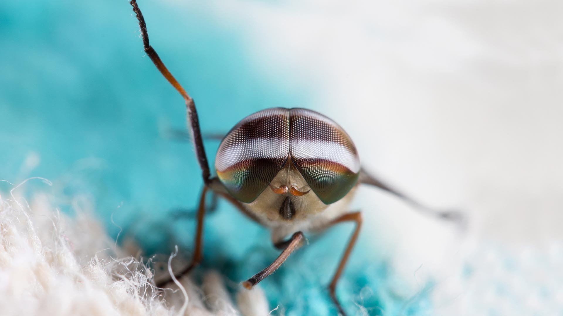 萌宠动物,野生动物