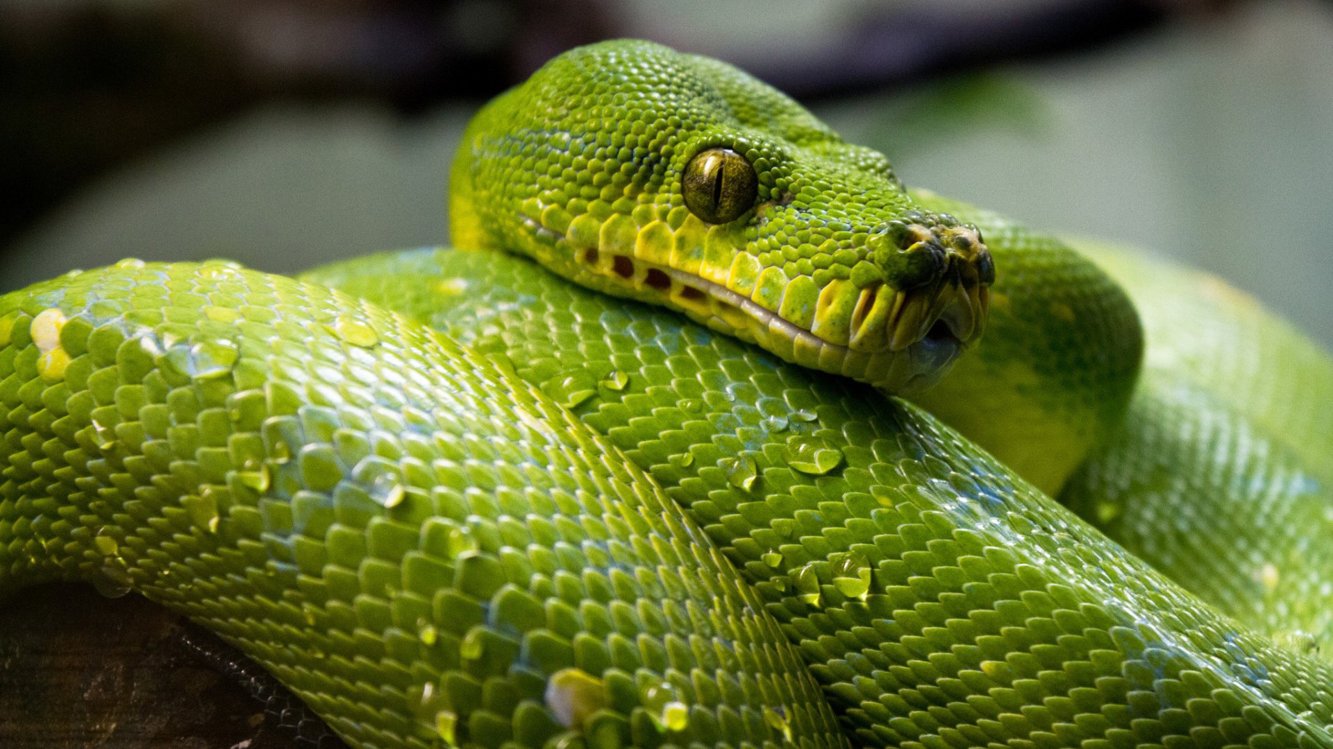 野生动物,蛇,青蛇