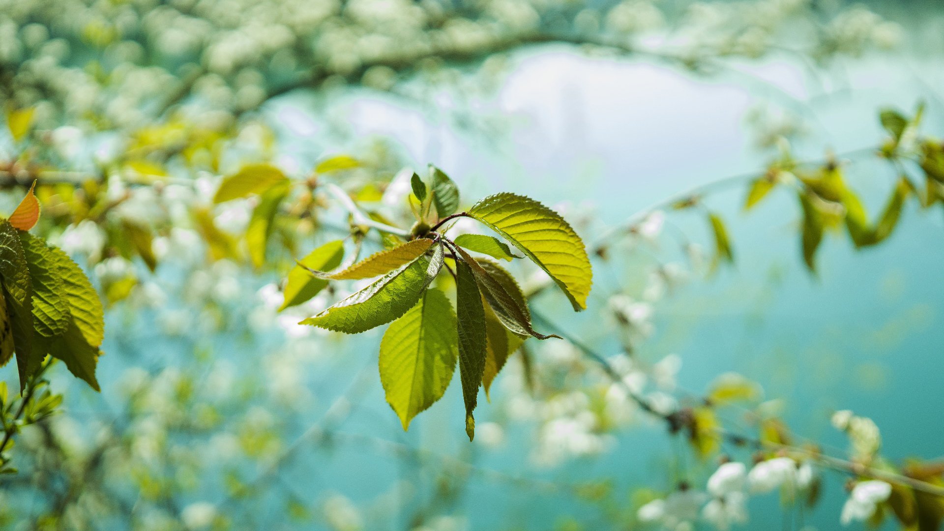 护眼壁纸,树叶,春天,新叶