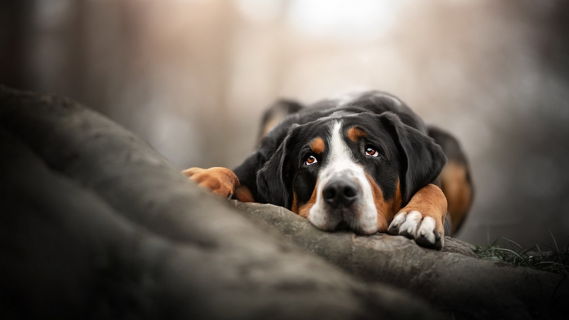 汪星人,害羞,狗