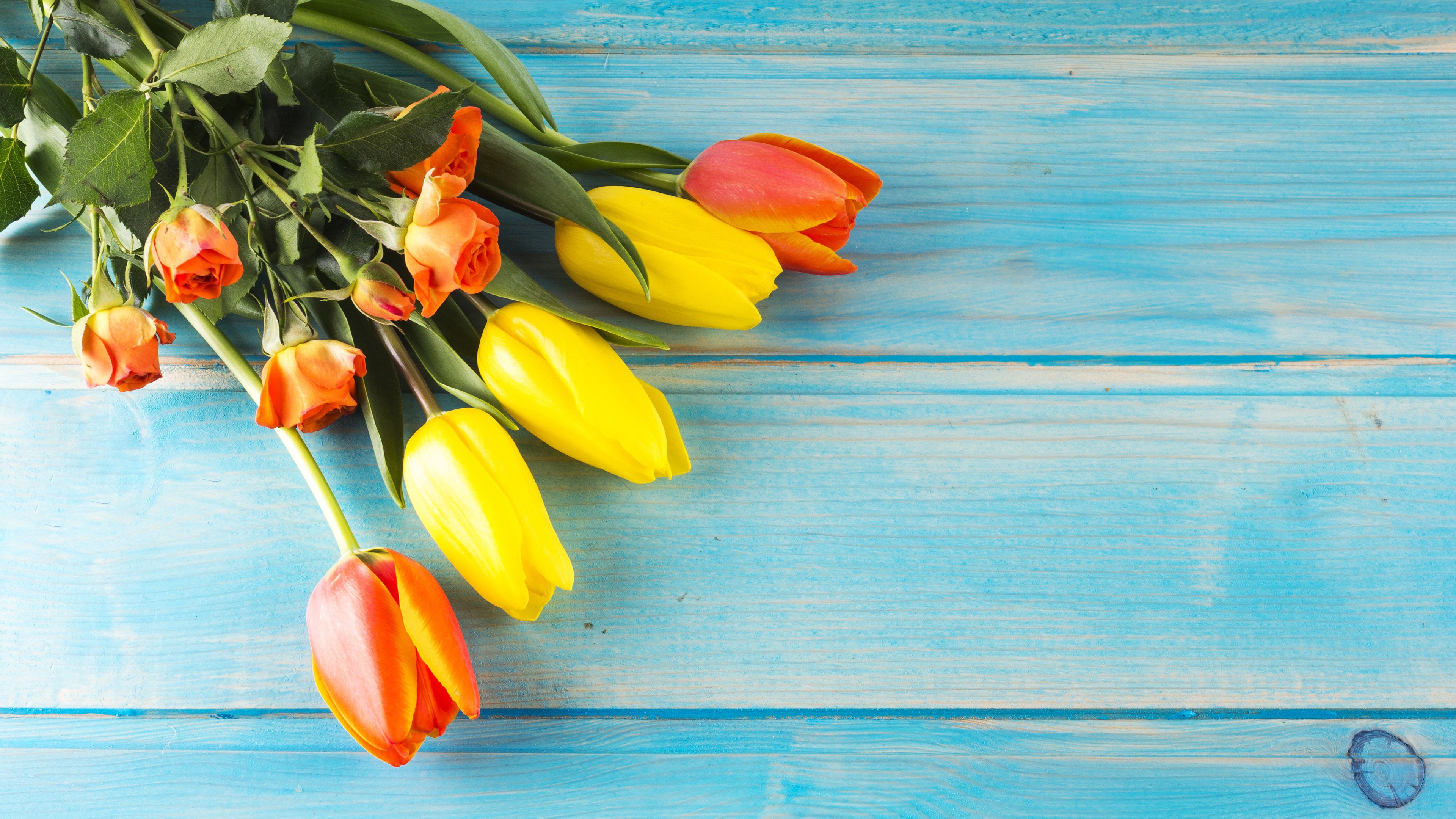 温馨一刻,郁金香