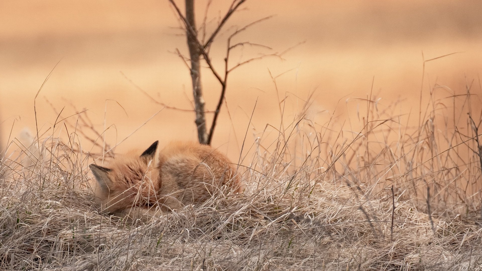 喵星人,花猫,野外