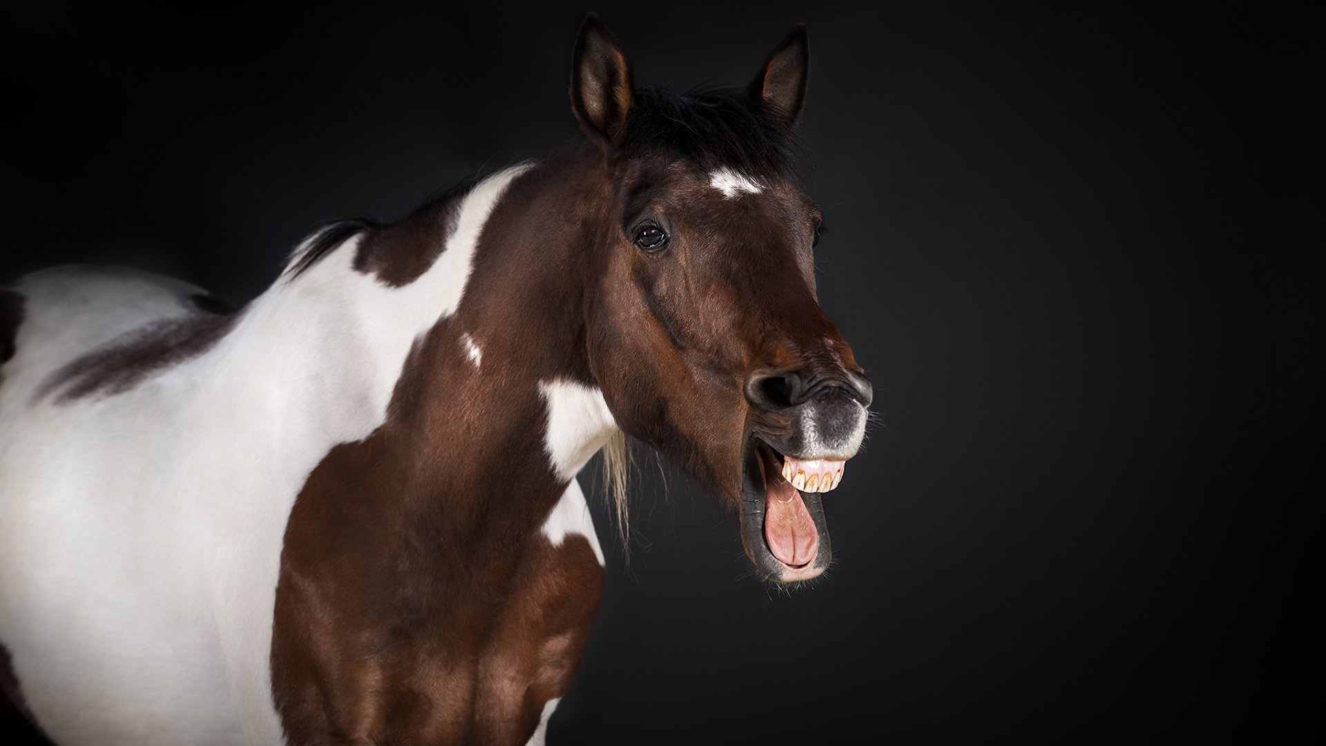 古灵精怪,马,唱歌