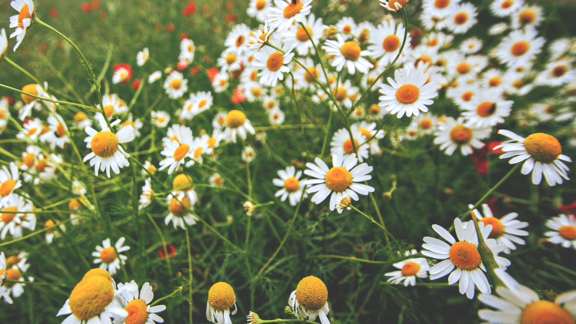 鸟语花香,小野菊