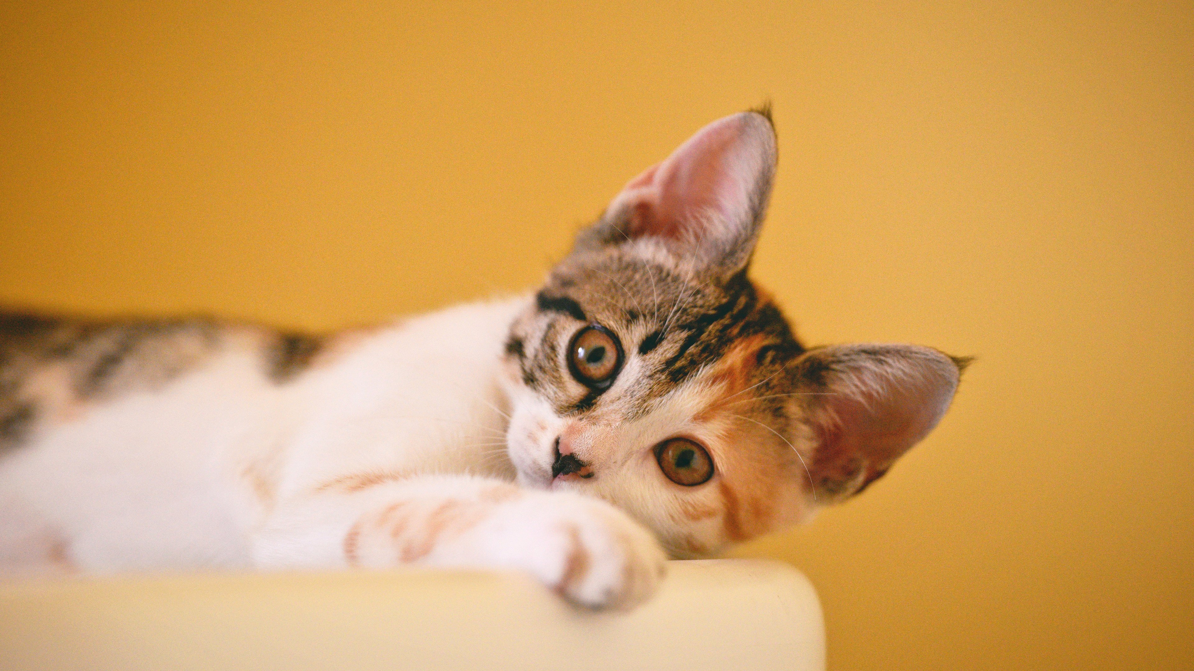 喵星人,花猫,可爱