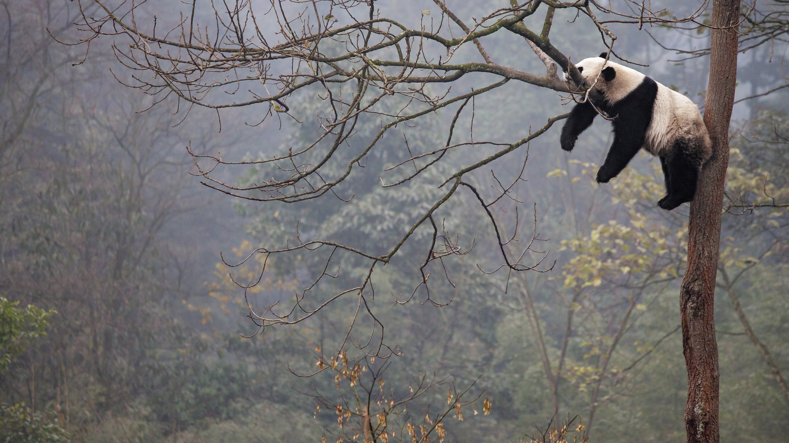 古灵精怪,大熊猫