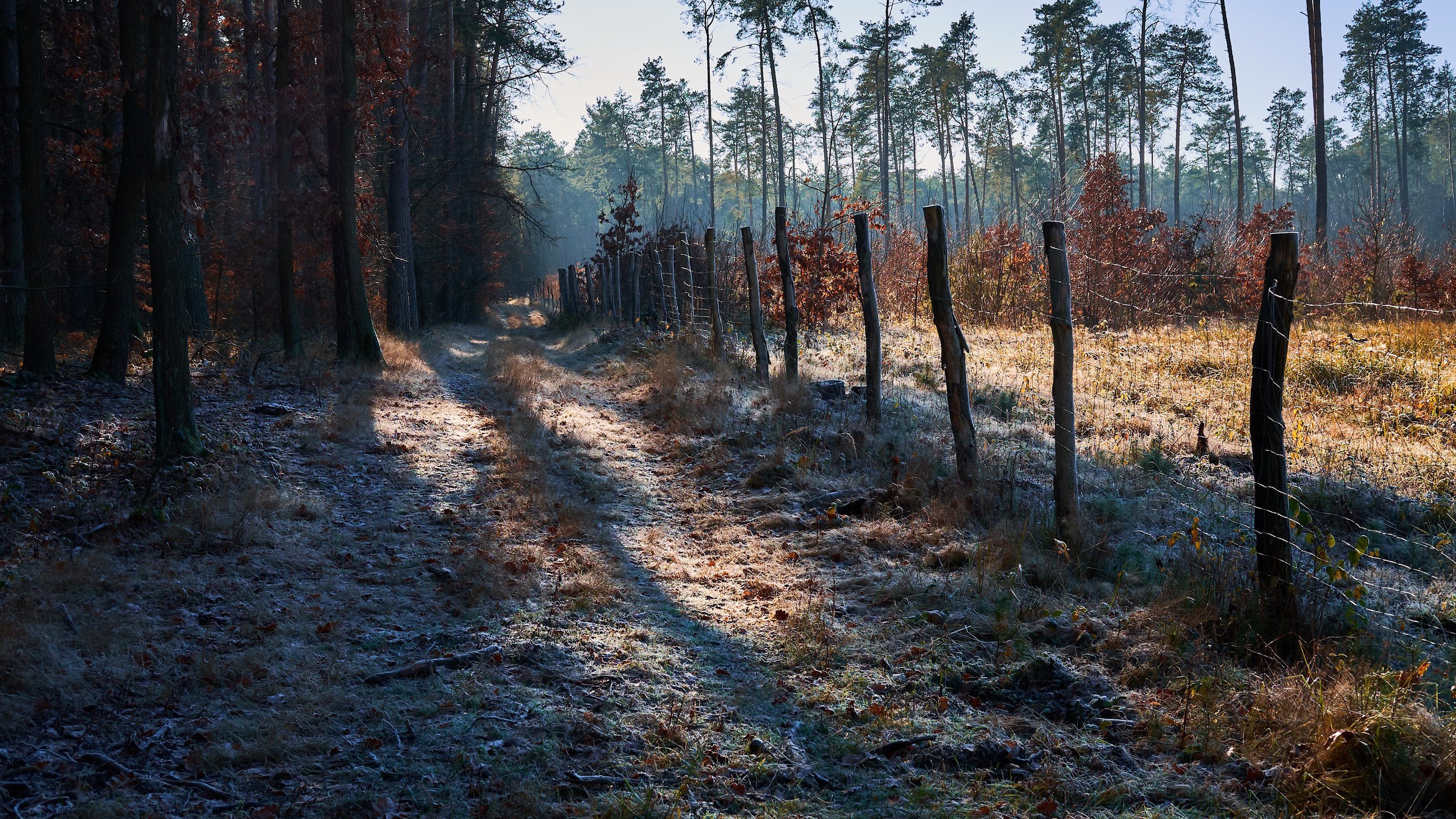 自然风光,树林,农场