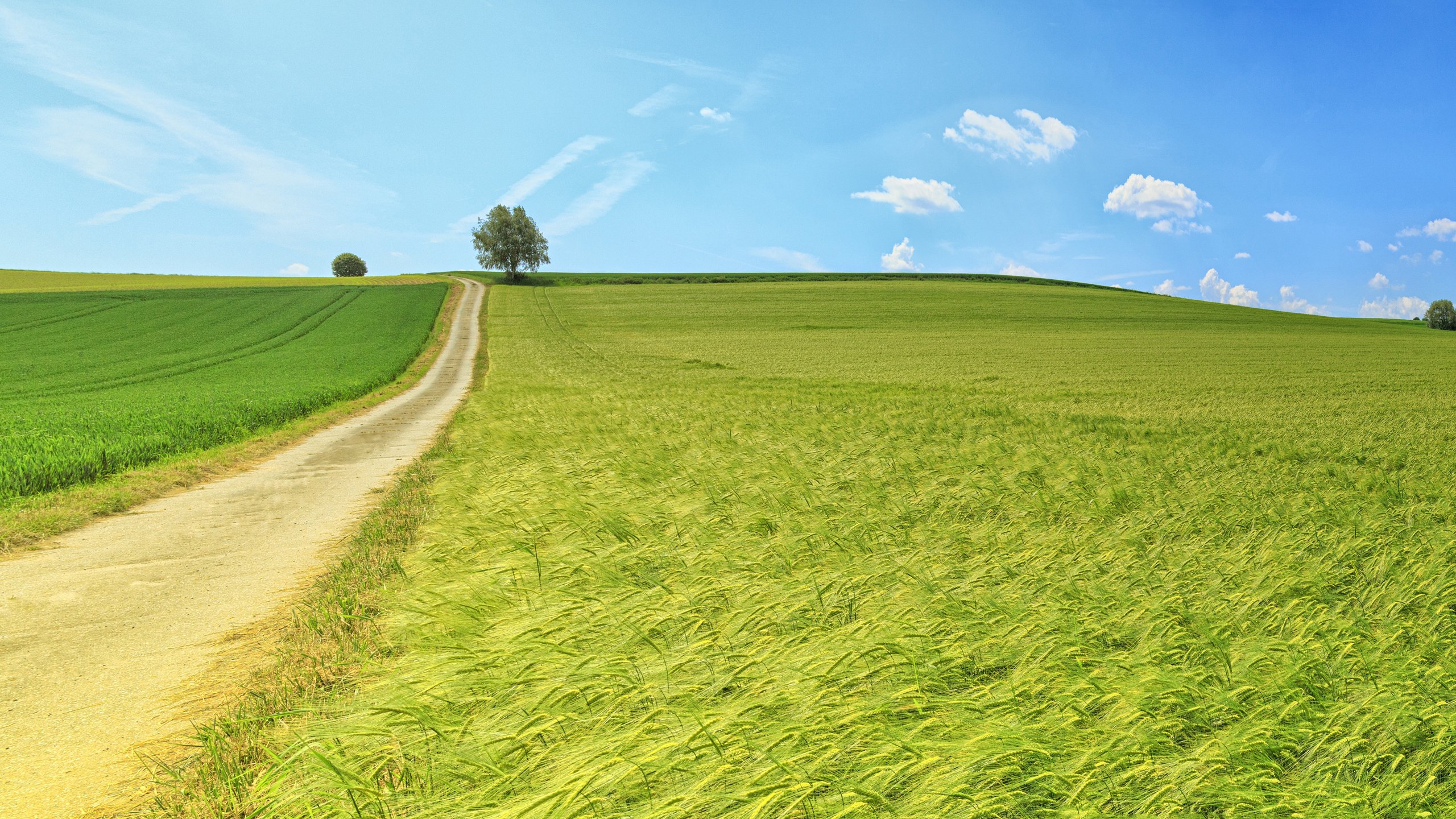 春意盎然,草原,阳光