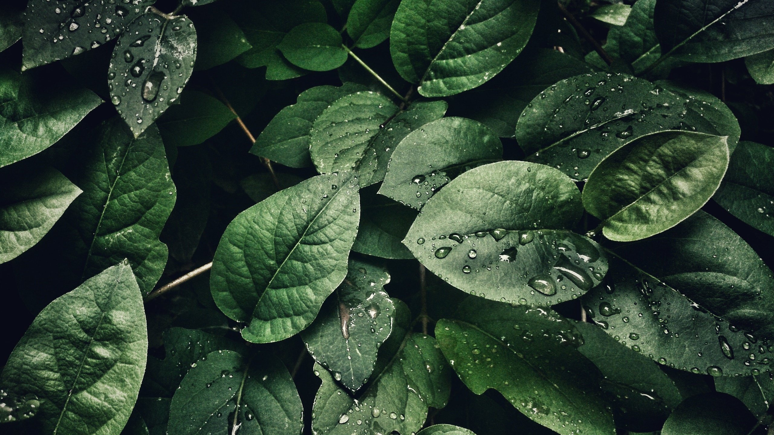 护眼壁纸,绿叶,树叶