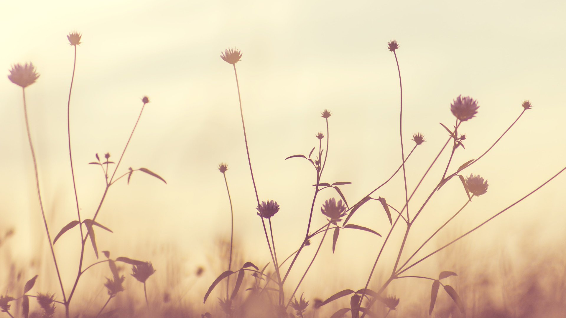 鸟语花香,小野菊