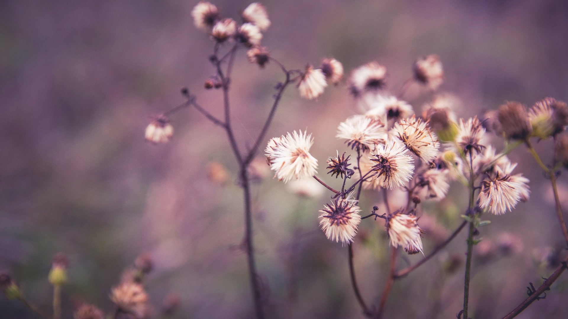 鸟语花香,雏菊,小野花