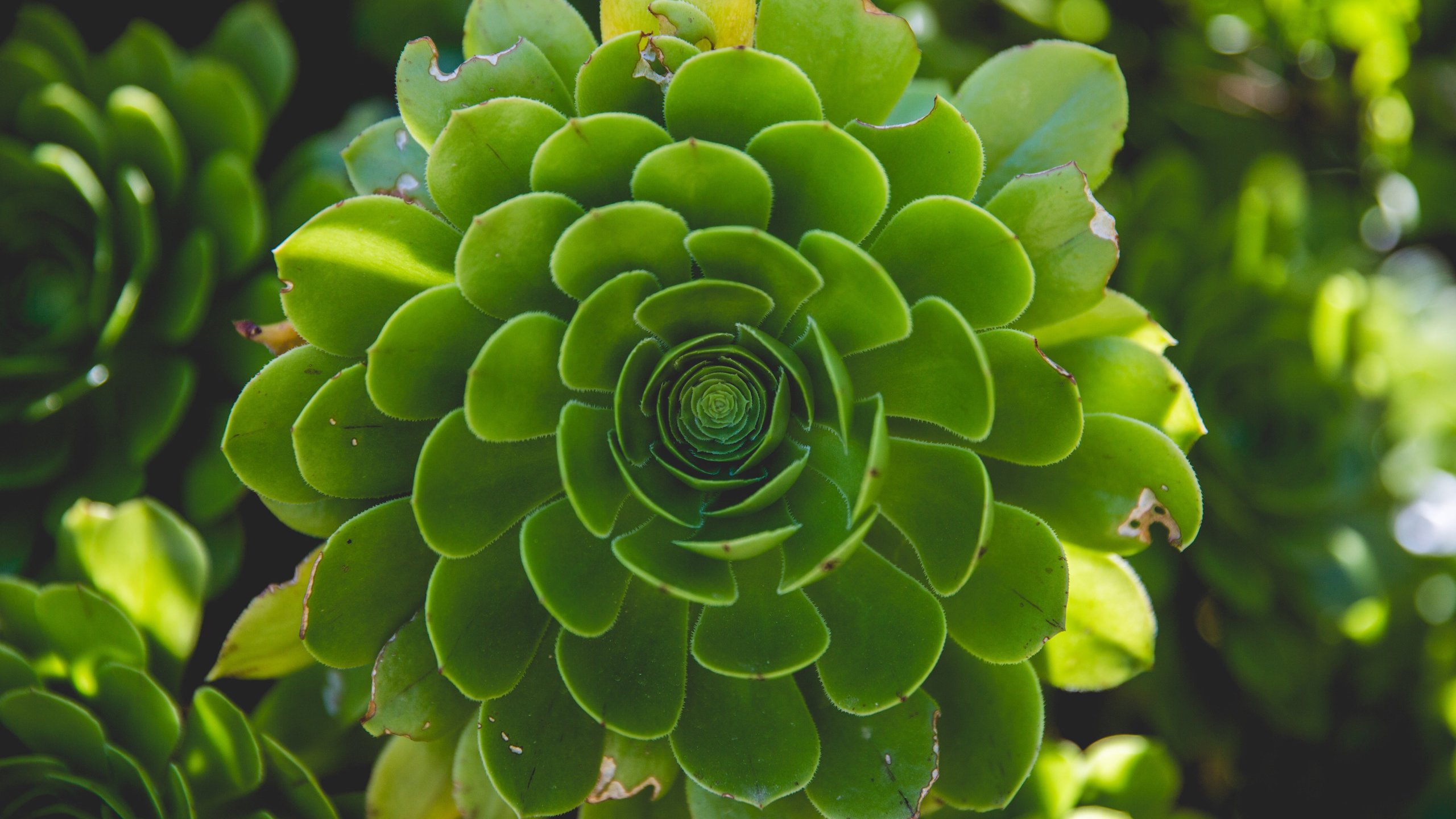 护眼壁纸,多肉,观音莲