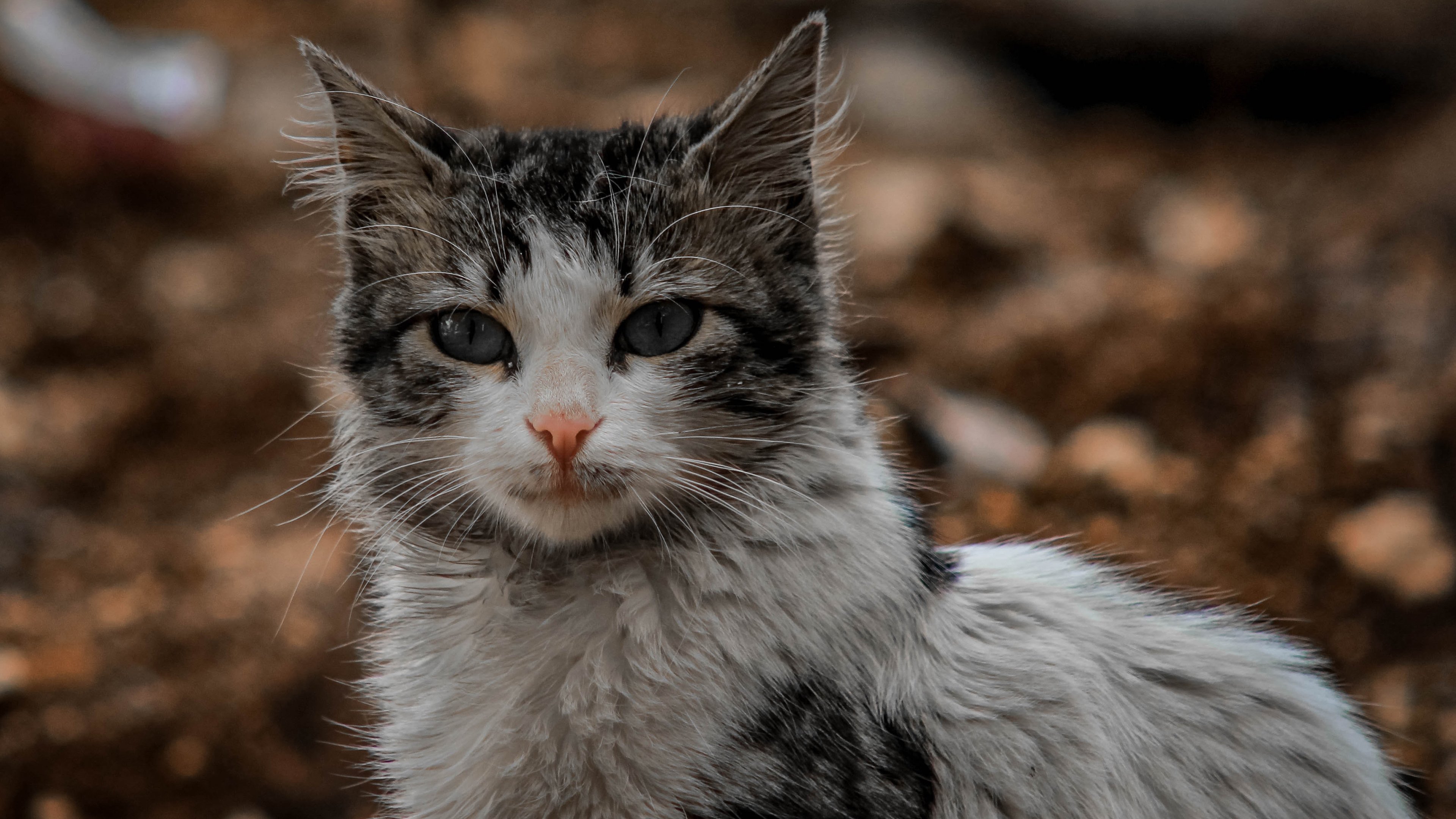 喵星人,猫咪,严肃