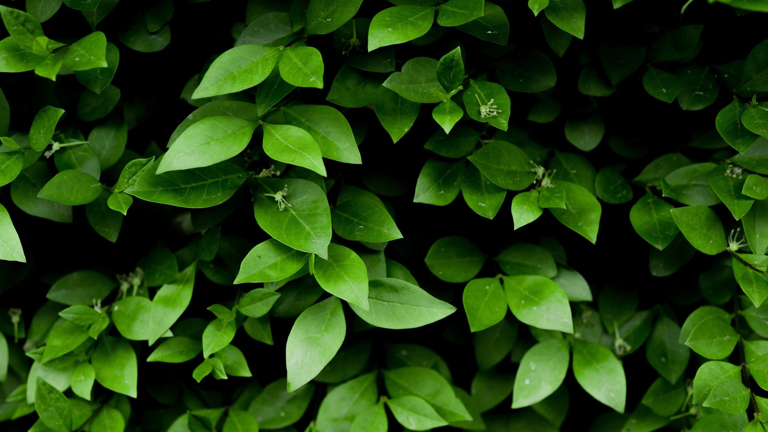 护眼壁纸,绿叶,树叶