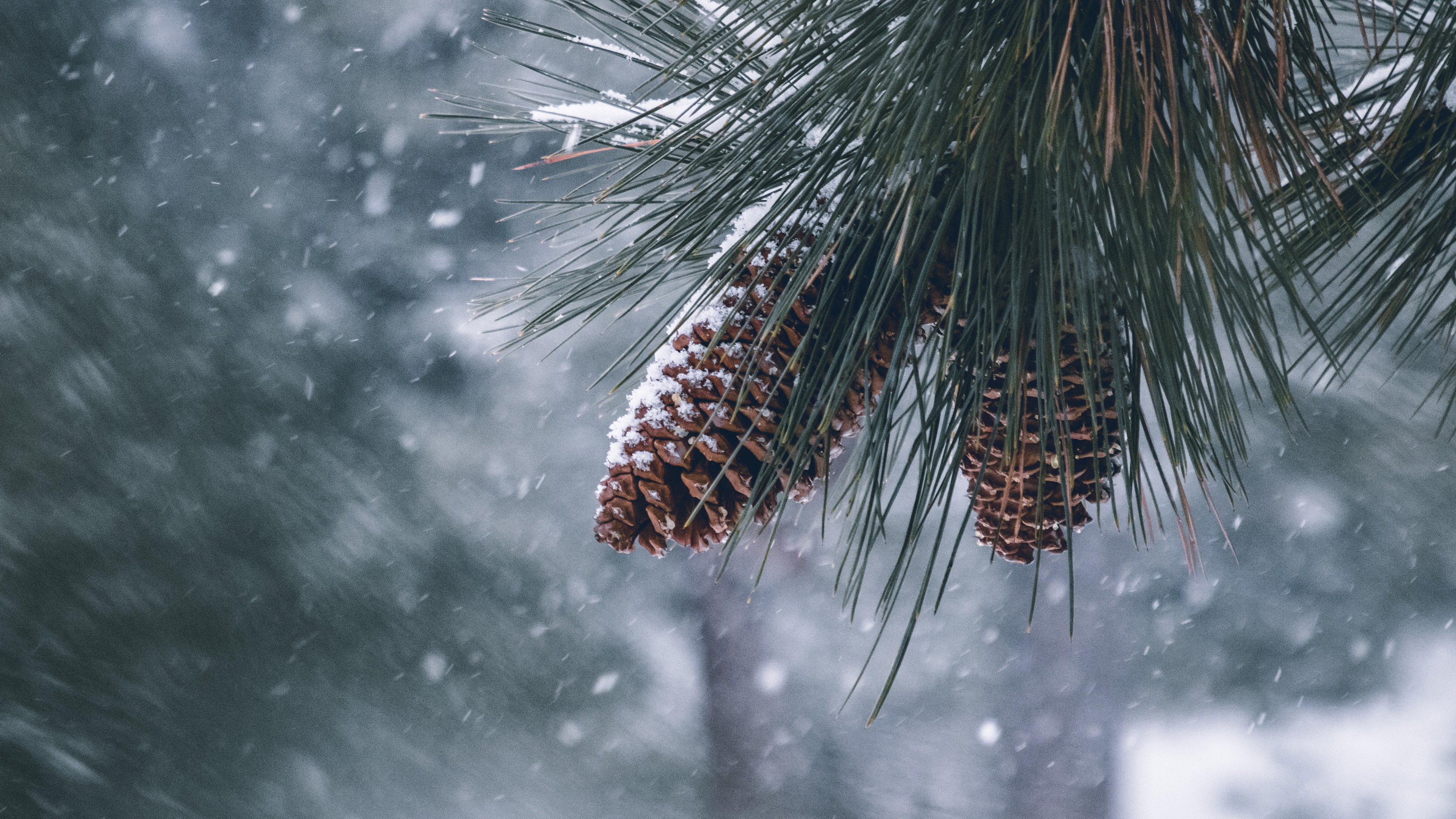 静物写真,松果,雪