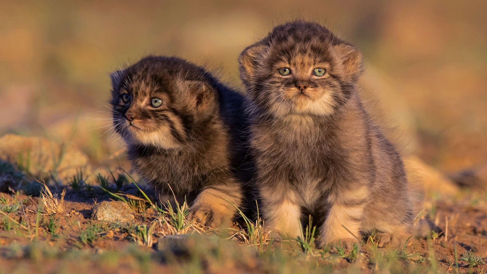 喵星人,两只猫,可爱