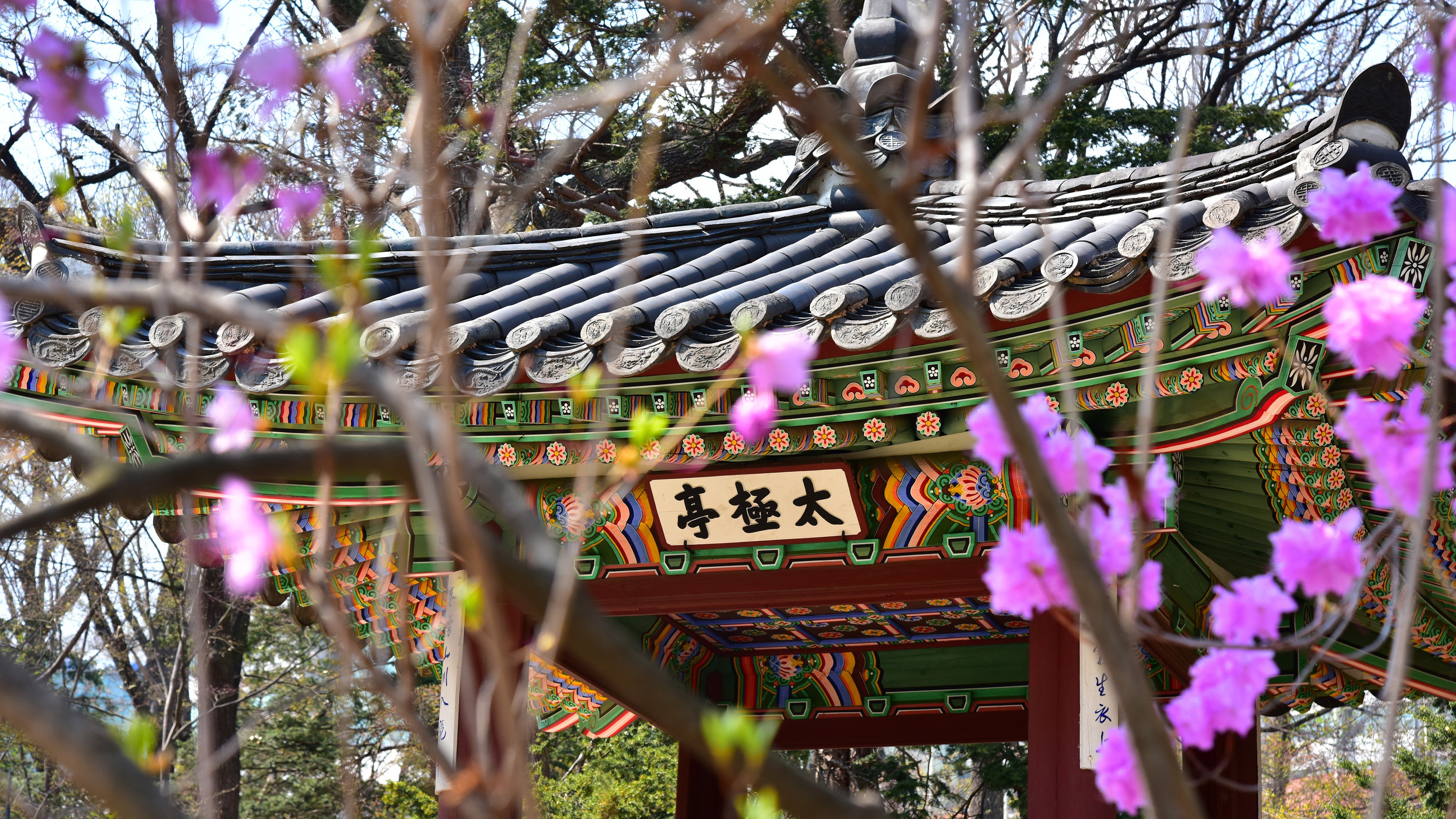 韩国,园林,春天