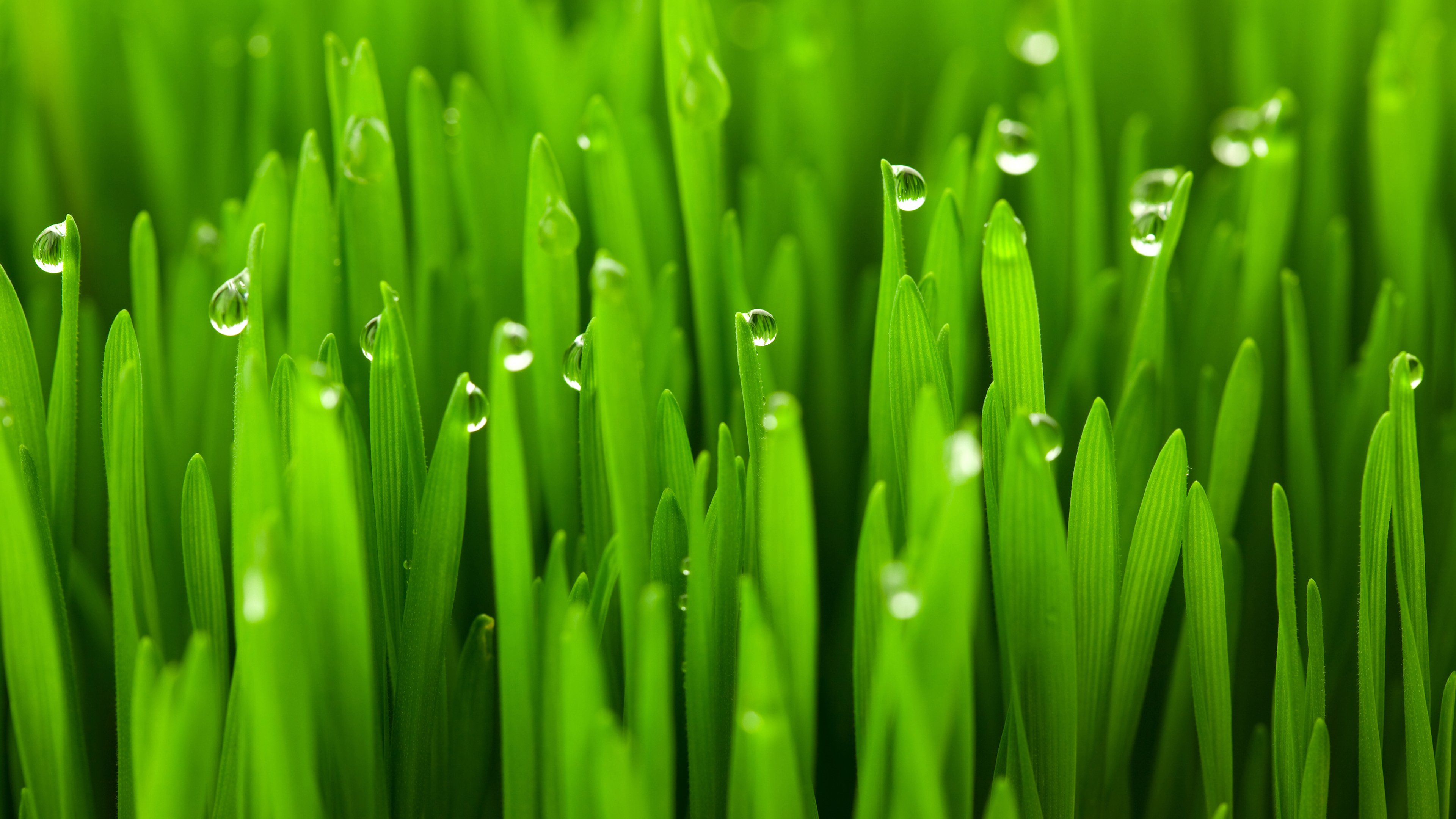 护眼壁纸,小麦,雨