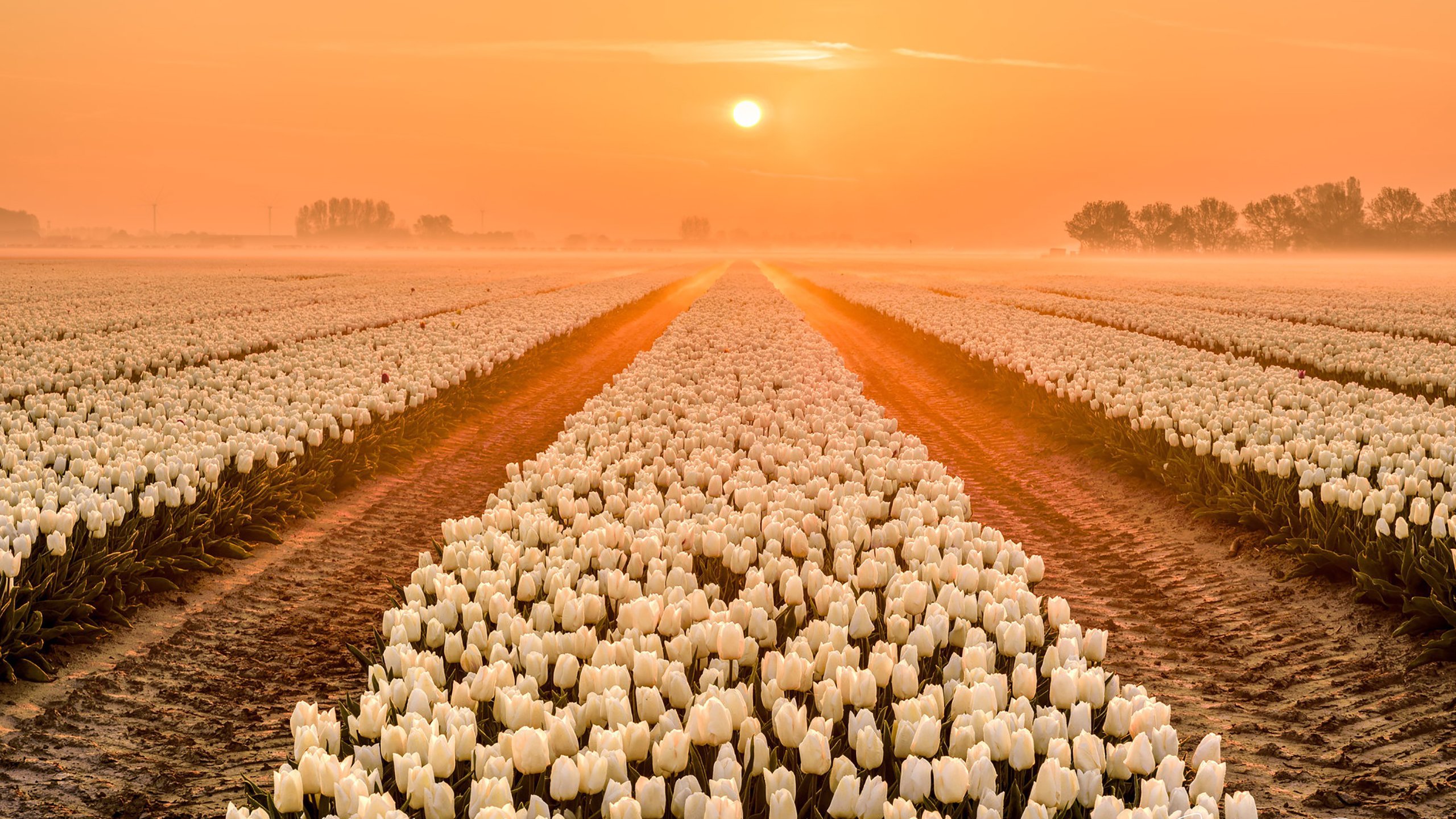 落日余晖,红日,鲜花