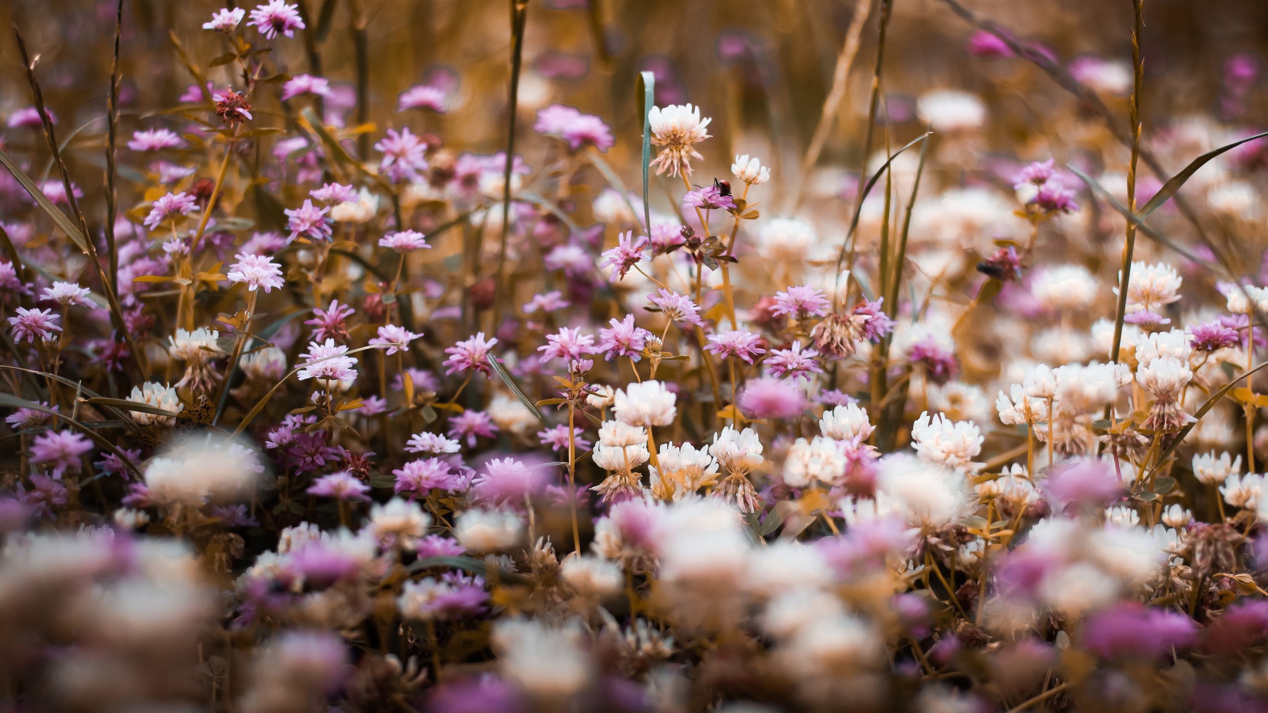 鸟语花香,小碎花