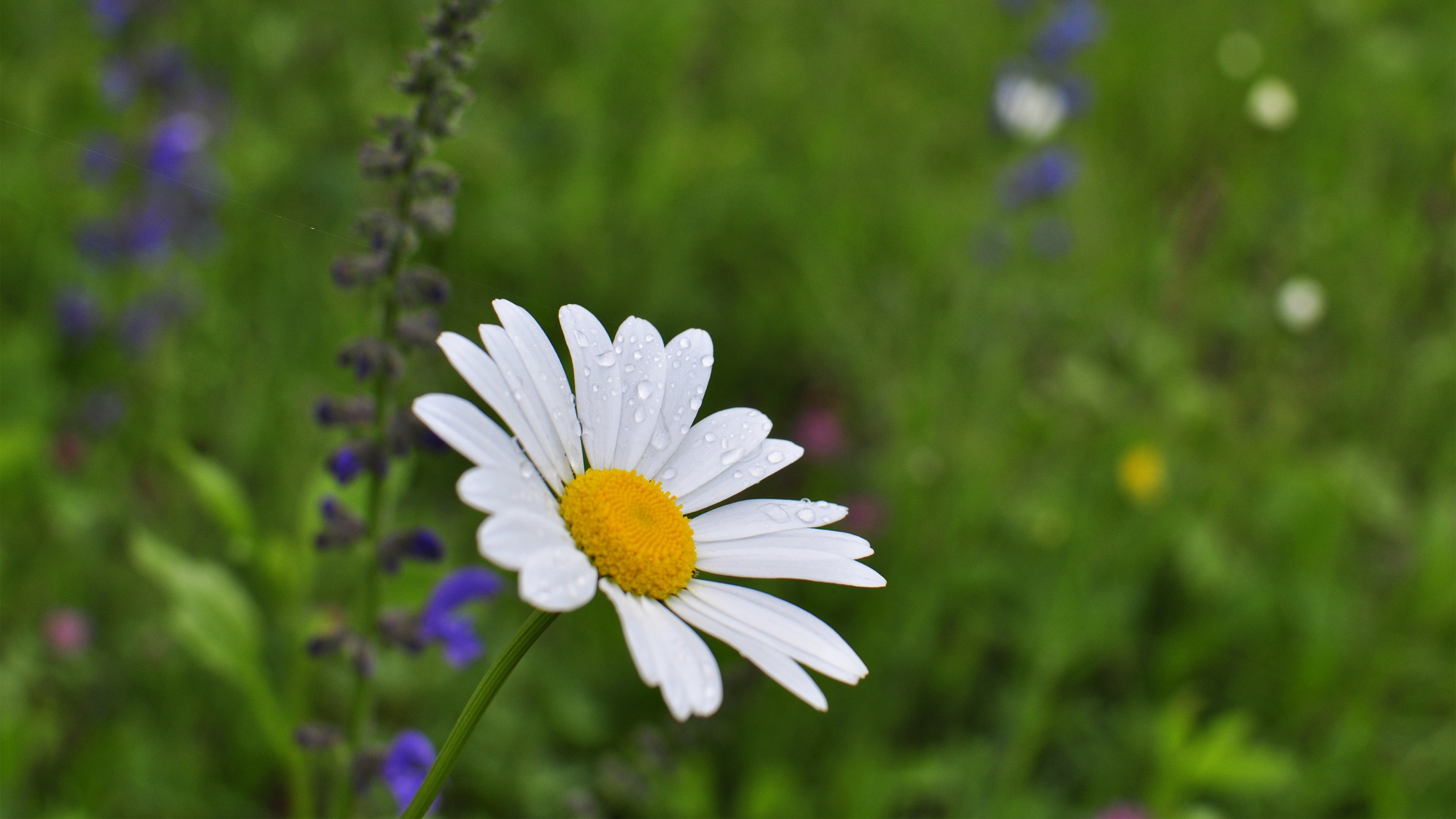 娇艳欲滴,小野菊