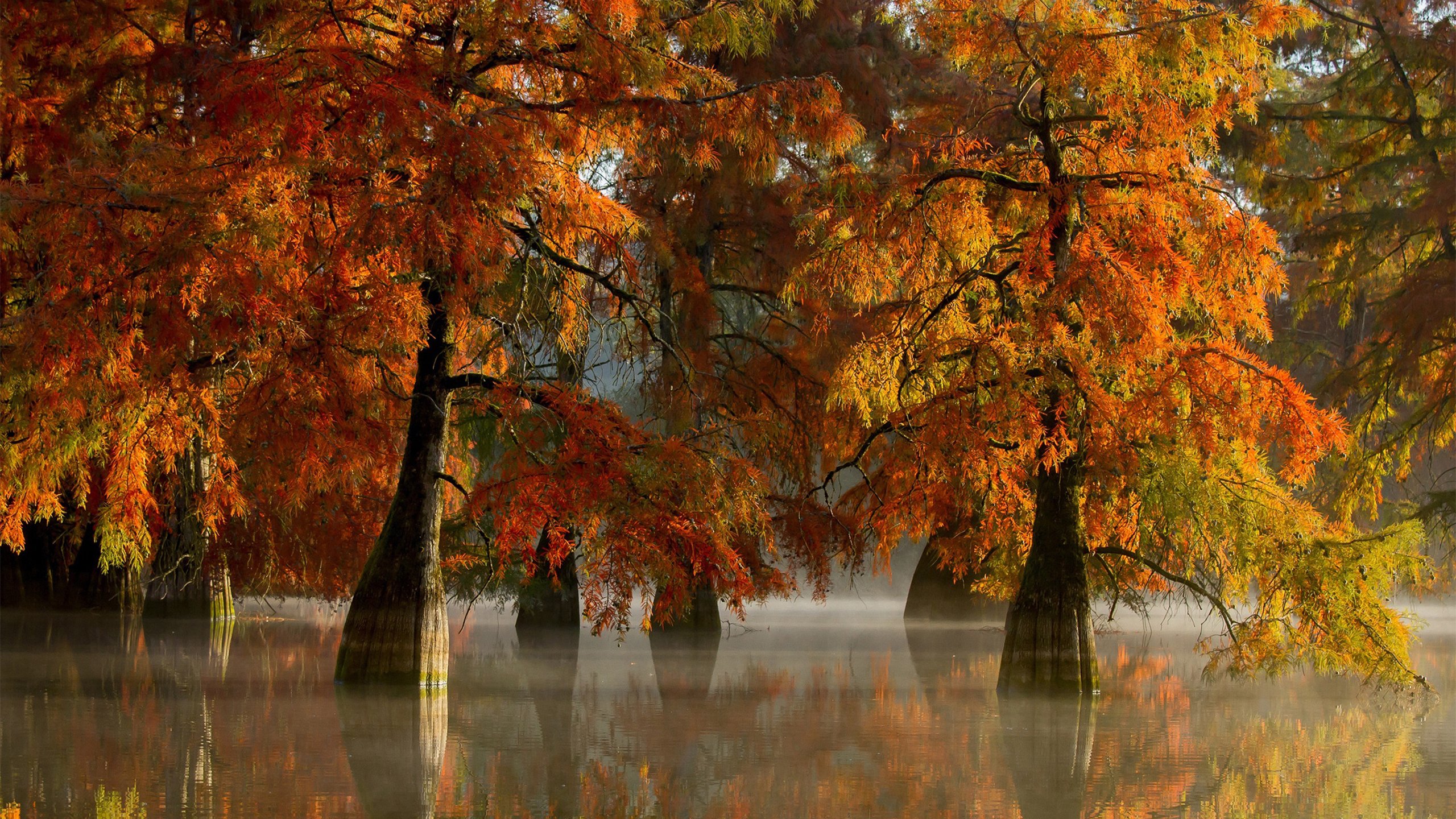 秋意正浓,红树林